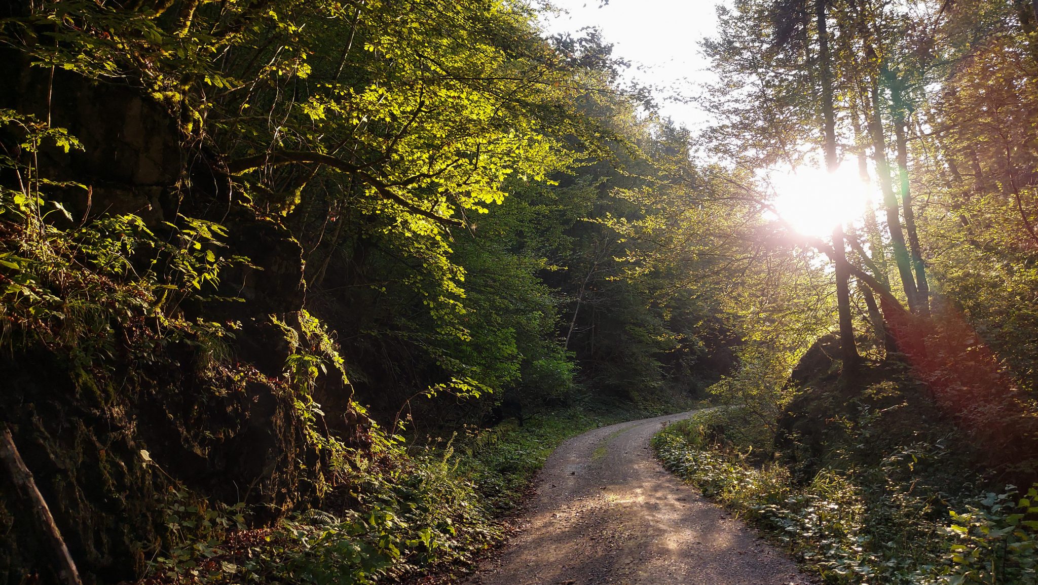 Wildnistrail Buchensteig im Nationalpark Kalkalpen, Wanderung im Reichraminger Hintergebirge, Abschnitt Wilder Graben bis Anzenbachschranken im Reichenbachtal, Buchenwald in Oberösterreich, unterwegs auf dem Wanderweg Buchensteig, umgeben von grünem und dichtem Wald aus Buchen, grüne Vegetation, sehr schöne Natur, Sonnenlicht zaubert schöne Lichtmomente