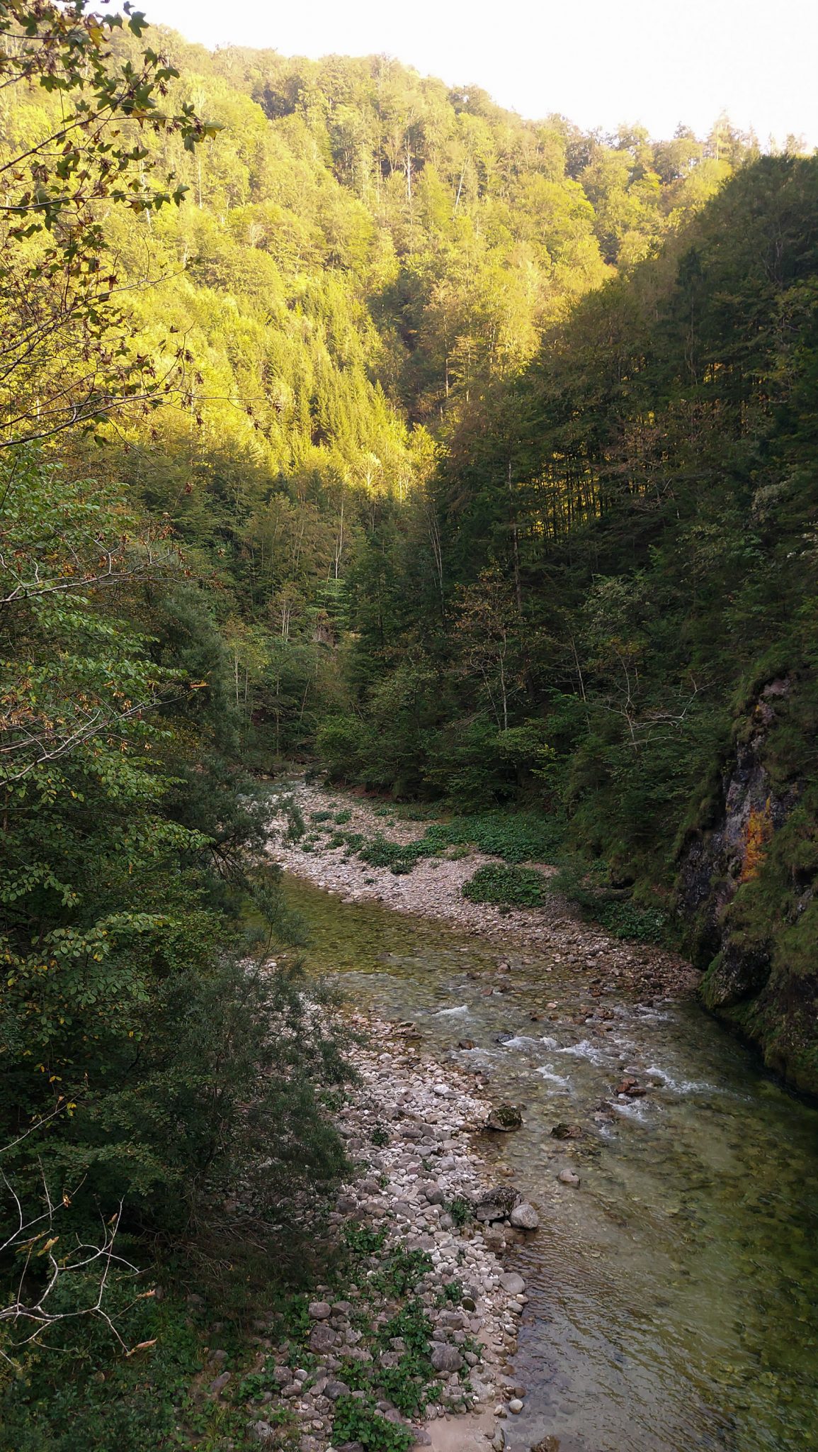 Wildnistrail Buchensteig im Nationalpark Kalkalpen, Wanderung im Reichraminger Hintergebirge, Abschnitt Wilder Graben bis Anzenbachschranken im Reichenbachtal, Buchenwald in Oberösterreich, unterwegs auf dem Wanderweg Buchensteig, umgeben von grünem und dichtem Wald, grüne Vegetation, sehr schöne Natur, Blick auf einen Bach