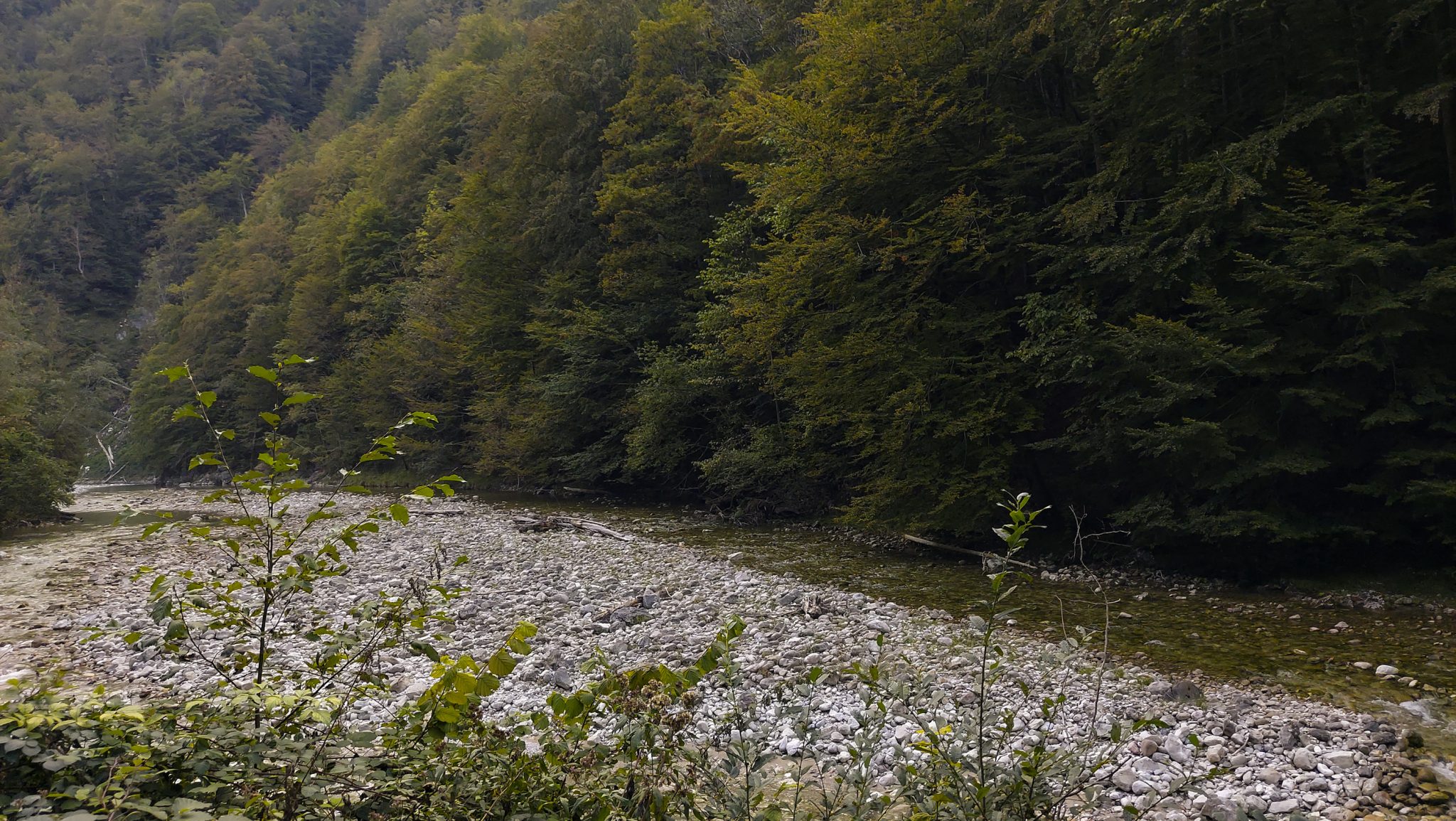 Wildnistrail Buchensteig im Nationalpark Kalkalpen, Wanderung im Reichraminger Hintergebirge, Abschnitt Wilder Graben bis Anzenbachschranken im Reichenbachtal, Buchenwald in Oberösterreich, unterwegs auf dem Wanderweg Buchensteig, umgeben von grünem und dichtem Wald, grüne Vegetation, sehr schöne Natur, Blick auf einen Bach