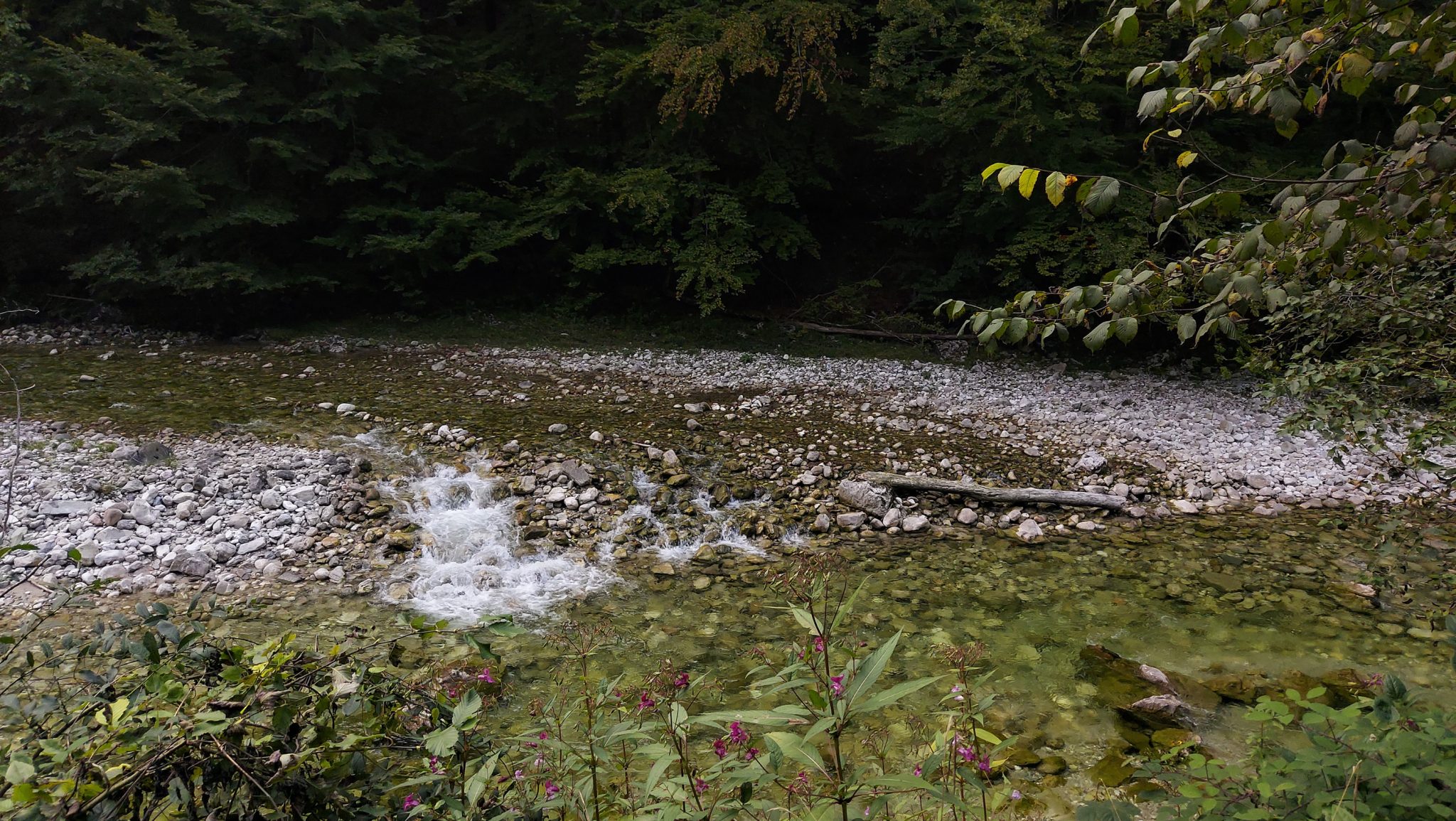 Wildnistrail Buchensteig im Nationalpark Kalkalpen, Wanderung im Reichraminger Hintergebirge, Abschnitt Wilder Graben bis Anzenbachschranken im Reichenbachtal, Buchenwald in Oberösterreich, unterwegs auf dem Wanderweg Buchensteig, umgeben von grünem und dichtem Wald, grüne Vegetation, sehr schöne Natur, Blick auf einen Bach
