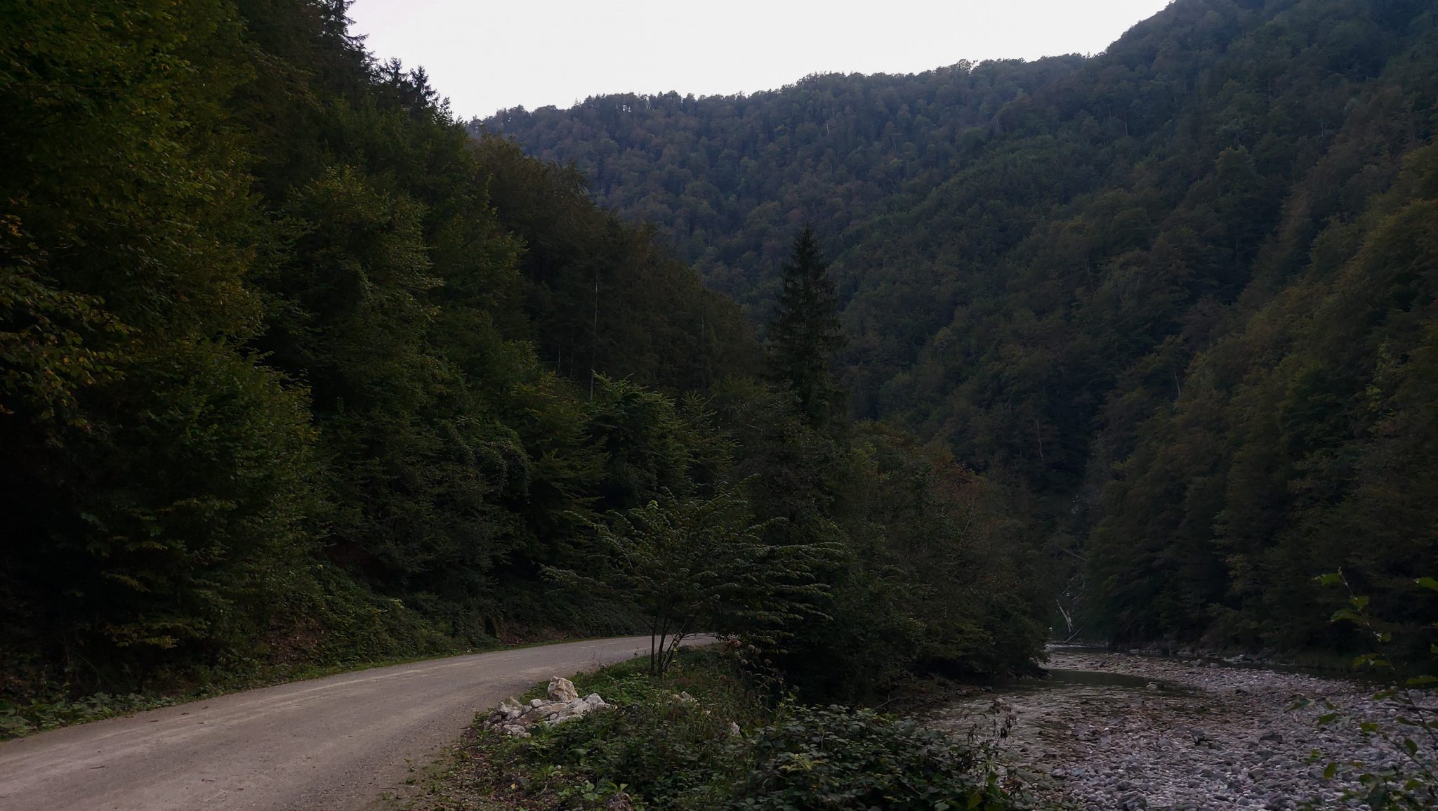 Wildnistrail Buchensteig im Nationalpark Kalkalpen, Wanderung im Reichraminger Hintergebirge, Abschnitt Wilder Graben bis Anzenbachschranken im Reichenbachtal, Buchenwald in Oberösterreich, unterwegs auf dem Wanderweg Buchensteig, umgeben von grünem und dichtem Wald, grüne Vegetation, sehr schöne Natur, Blick auf den hier breiteren Weg entlang eines Baches