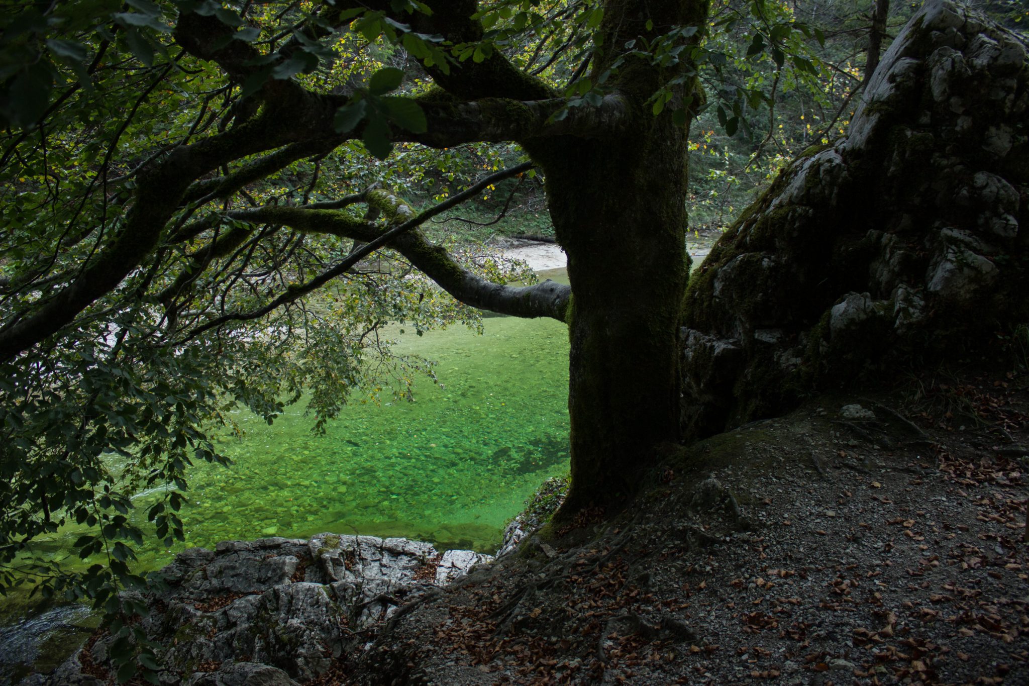 Wildnistrail Buchensteig im Nationalpark Kalkalpen, Wanderung im Reichraminger Hintergebirge, Abschnitt Wilder Graben bis Anzenbachschranken im Reichenbachtal, Buchenwald in Oberösterreich, Blick vom Wanderweg auf sehr klares und sauberes Wasser im Bach, umgeben von grünem und dichtem Wald, grüne Vegetation, sehr schöne Natur