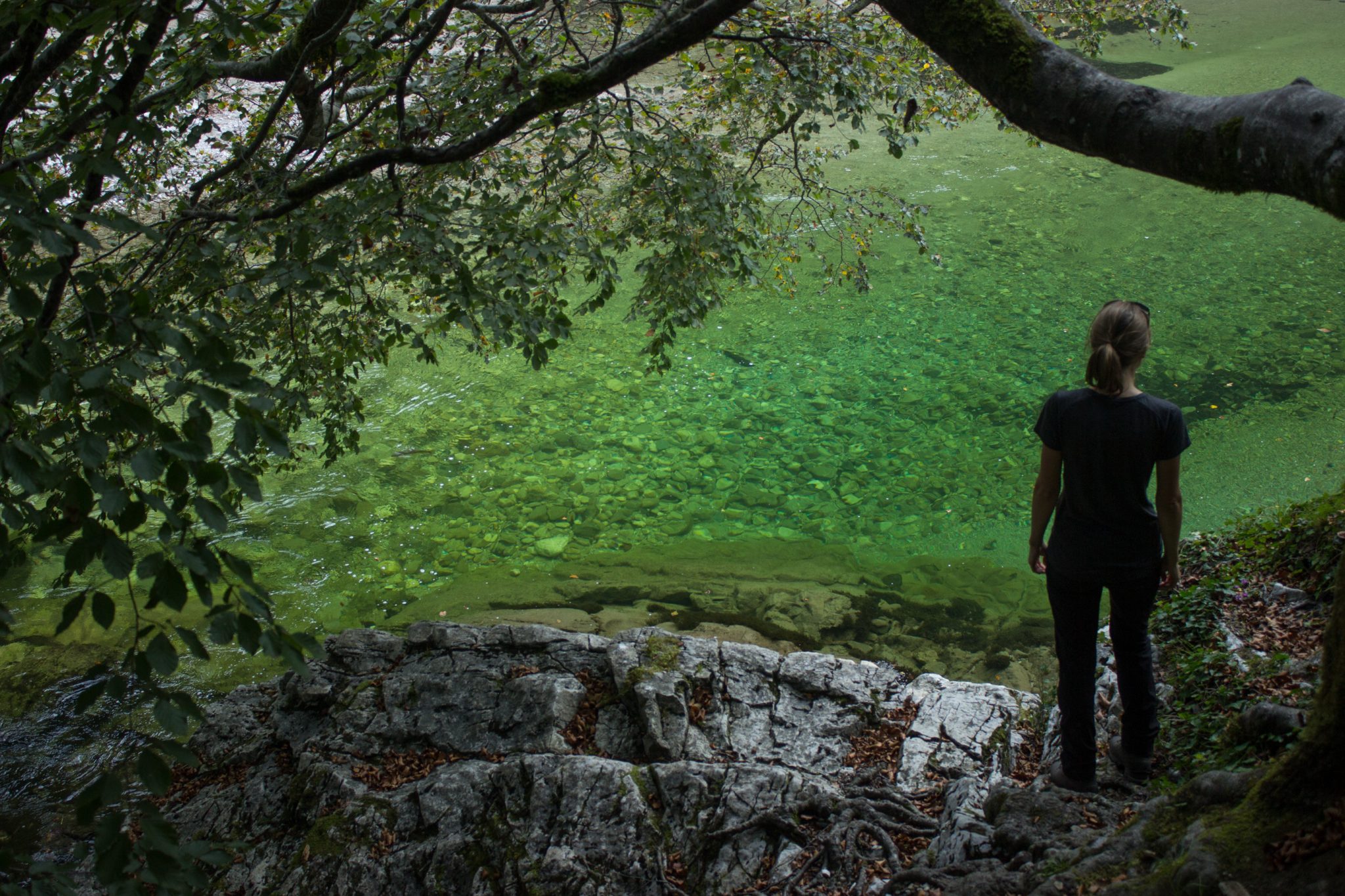 Wildnistrail Buchensteig im Nationalpark Kalkalpen, Wanderung im Reichraminger Hintergebirge, Abschnitt Wilder Graben bis Anzenbachschranken im Reichenbachtal, Buchenwald in Oberösterreich, Wanderer genießt Blick vom Wanderweg auf sehr klares und sauberes Wasser im Bach, umgeben von grünem und dichtem Wald, grüne Vegetation, sehr schöne Natur