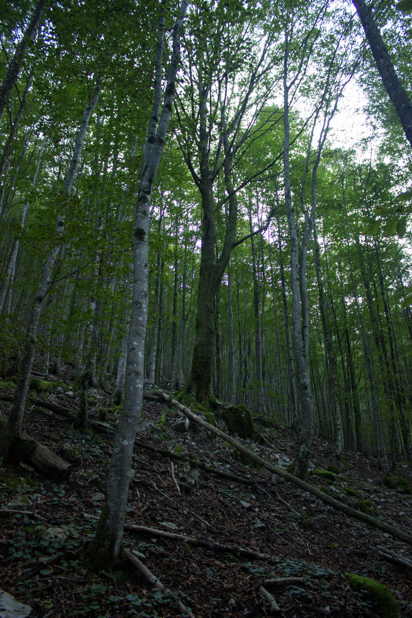 Wildnistrail Buchensteig im Nationalpark Kalkalpen, Wanderung im Reichraminger Hintergebirge, Abschnitt Wilder Graben bis Anzenbachschranken im Reichenbachtal, Buchenwald in Oberösterreich, unterwegs auf dem Wanderweg Buchensteig, umgeben von grünem und dichtem Wald aus Buchen, grüne Vegetation, sehr schöne Natur, umgefallene Bäume werden liegen gelassen im Nationalpark