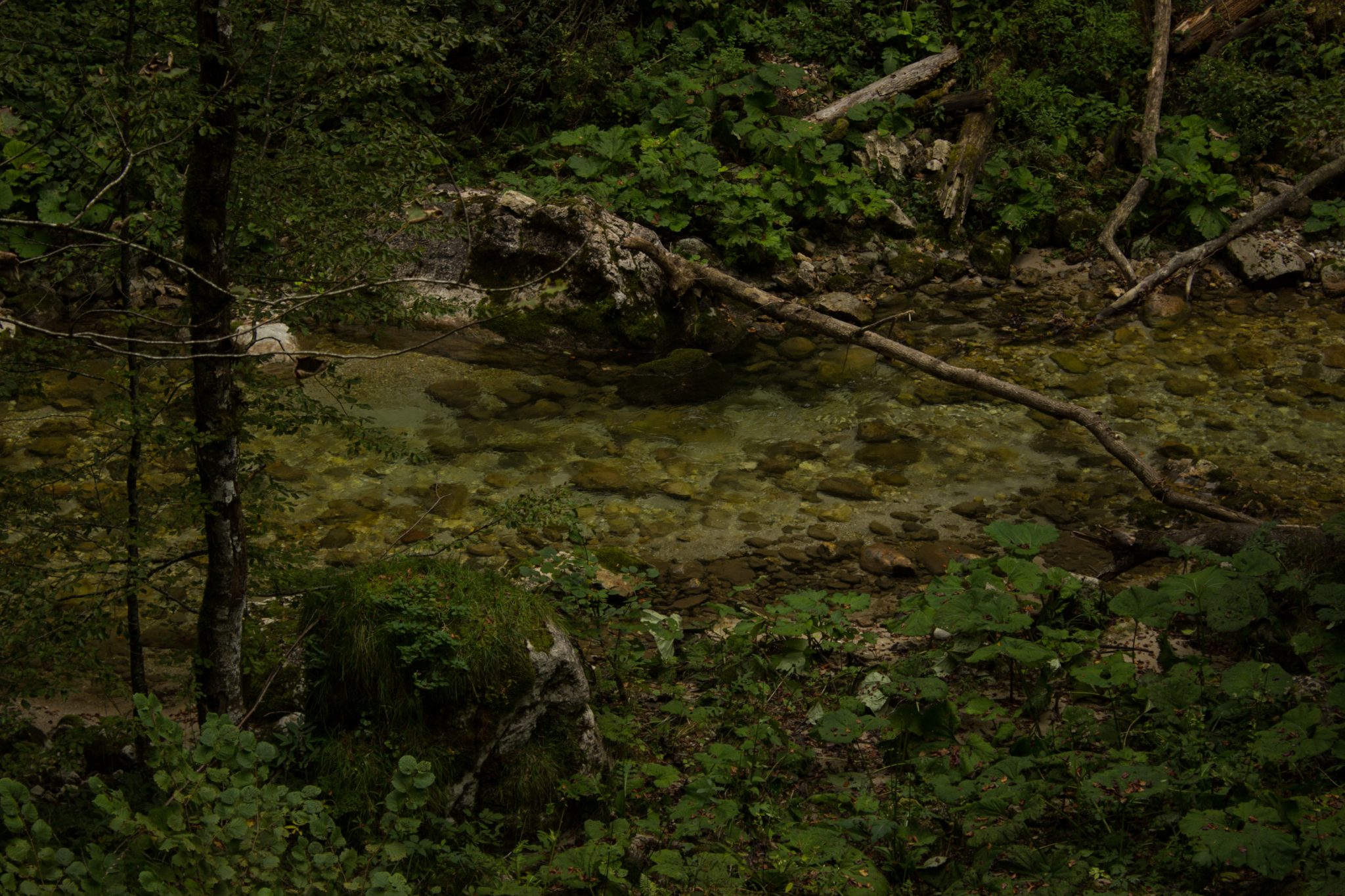 Wanderung beim Bodinggraben zur Schaumbergalm und Ebenforstalm ab Parkplatz Scheiblingau im Nationalpark Kalkalpen in Oberösterreich, Start der Wanderung in der Nähe von Molln, Wanderweg entlang eines Baches mit klarem, sauberem Wasser, umgeben von dichter Vegetation