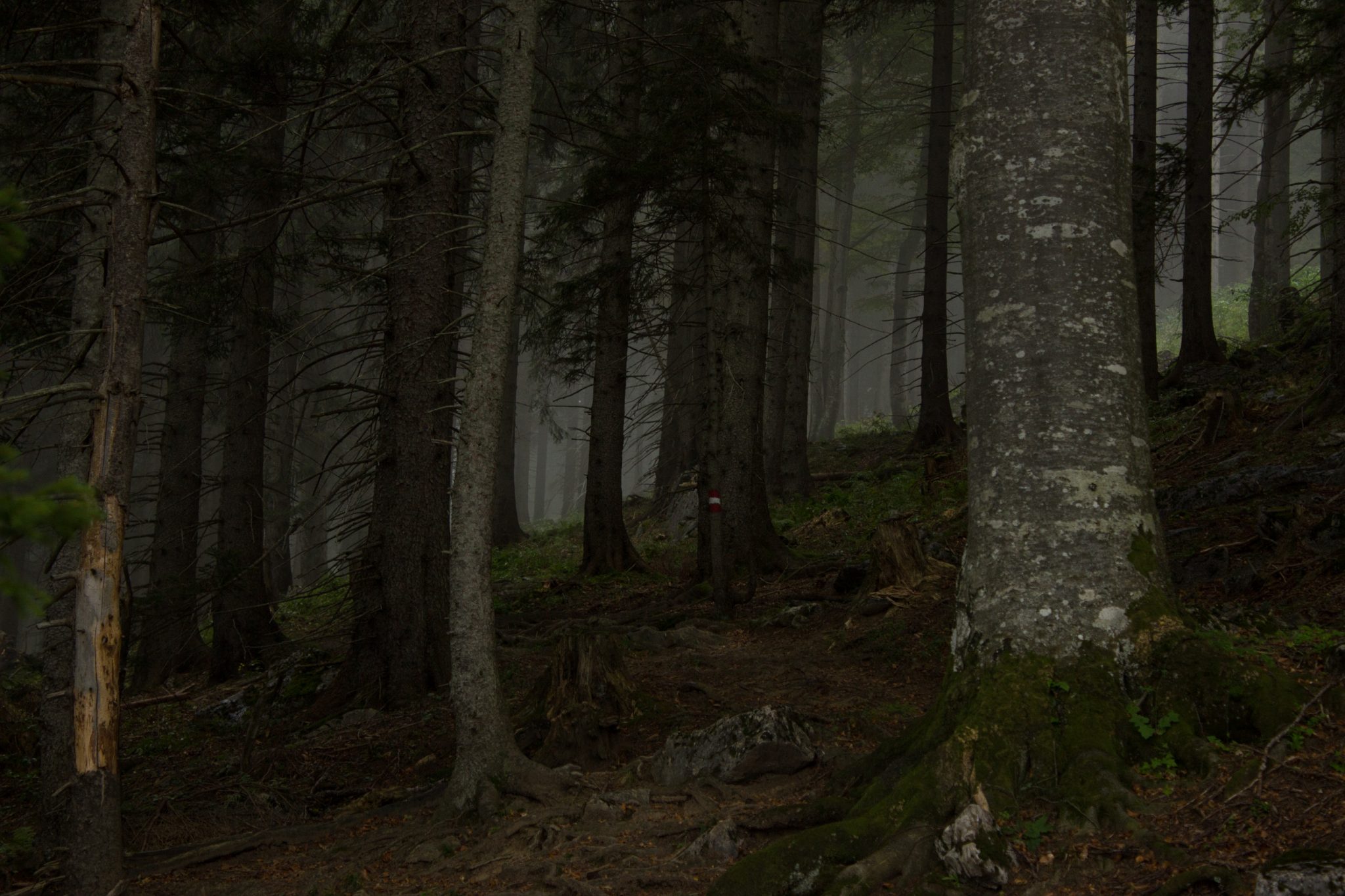 Wanderung beim Bodinggraben zur Schaumbergalm und Ebenforstalm ab Parkplatz Scheiblingau im Nationalpark Kalkalpen in Oberösterreich, Start der Wanderung in der Nähe von Molln, Wanderer unterwegs auf schmalem bergauf führenden Wanderweg durch dichten, grünen und mystisch wirkendem Wald