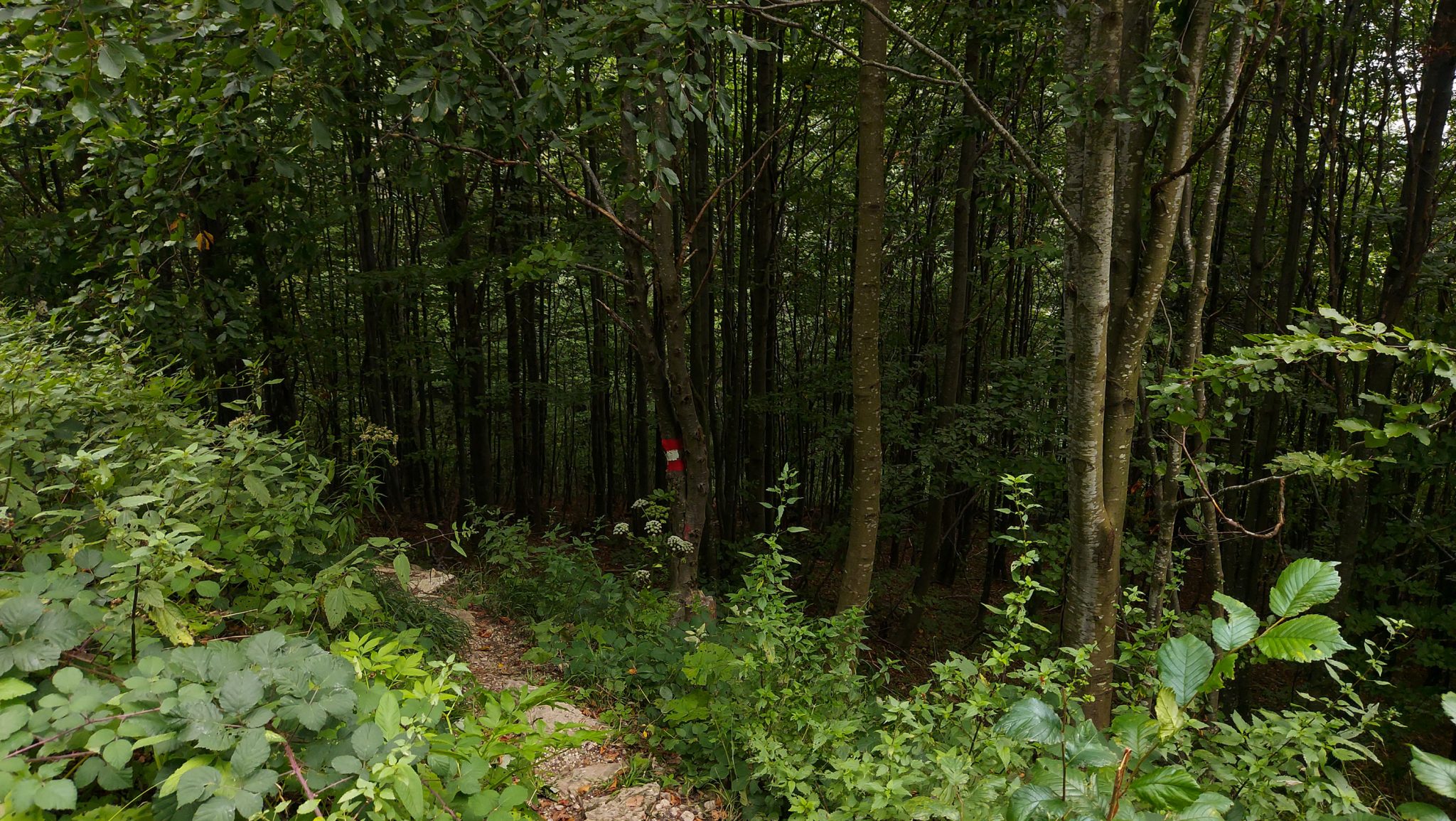 Wanderung beim Bodinggraben zur Schaumbergalm und Ebenforstalm ab Parkplatz Scheiblingau im Nationalpark Kalkalpen in Oberösterreich, Start der Wanderung in der Nähe von Molln, Wanderer unterwegs auf schmalem Pfad durch sehr dichten und grünen Wald, Markierung des Wanderwegs an einem Baum