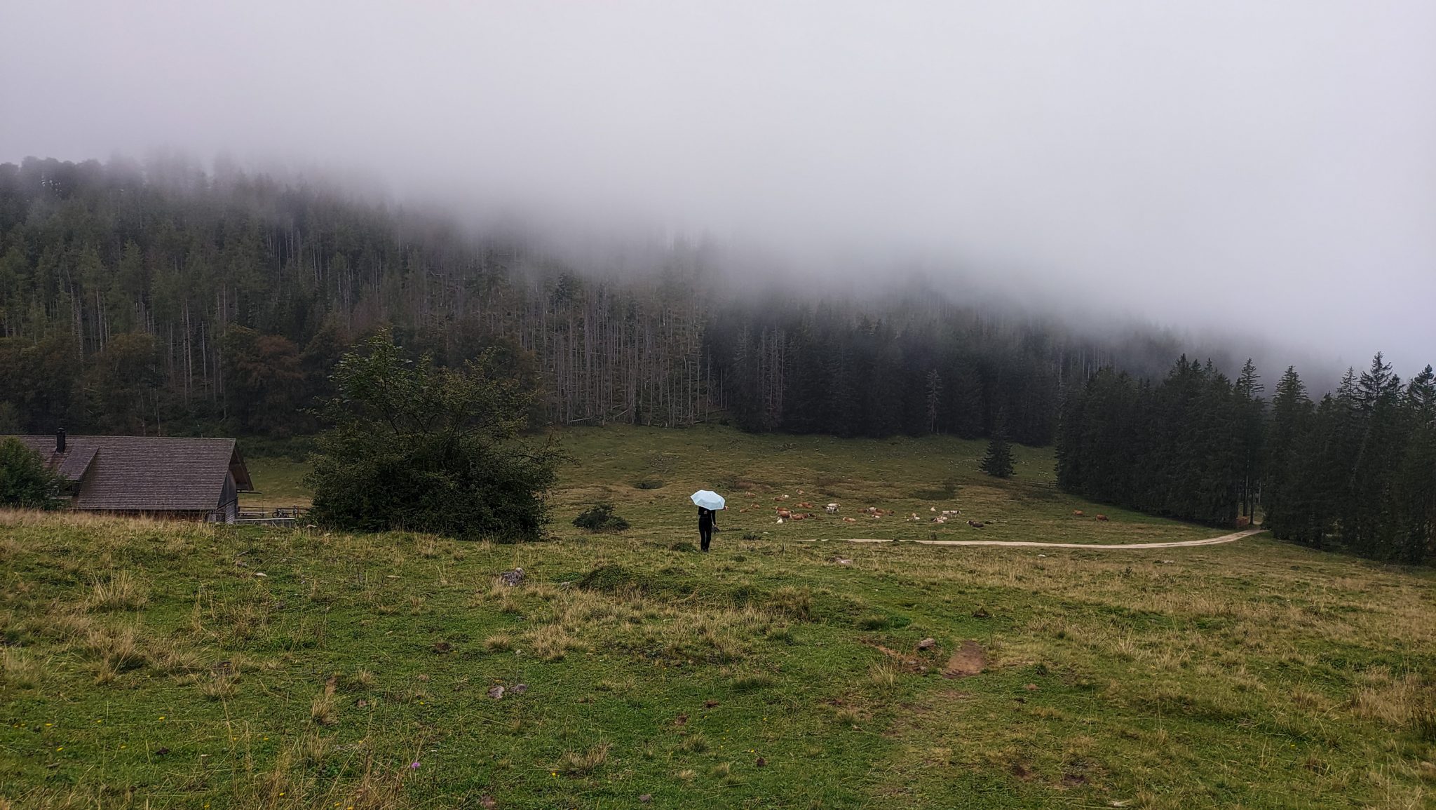 Wanderung beim Bodinggraben zur Schaumbergalm und Ebenforstalm ab Parkplatz Scheiblingau im Nationalpark Kalkalpen in Oberösterreich, Start der Wanderung in der Nähe von Molln, Wanderer unterwegs auf einer Hochebene, dichte Wolken hüllen die umliegenden Wäder ein