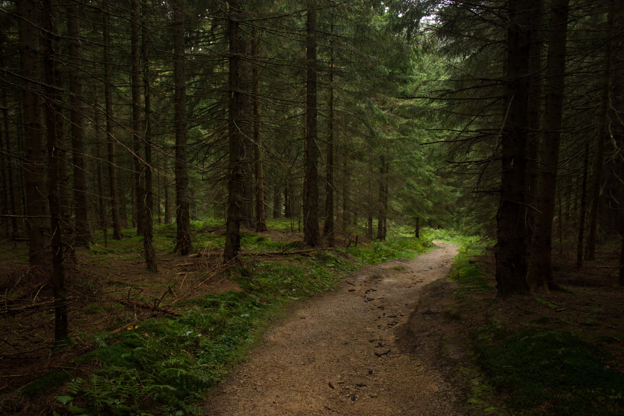 Wanderung beim Bodinggraben zur Schaumbergalm und Ebenforstalm ab Parkplatz Scheiblingau im Nationalpark Kalkalpen in Oberösterreich, Start der Wanderung in der Nähe von Molln, Wanderer unterwegs auf abwechslungsreichem Wanderweg durch sehr dichten und grünen Wald