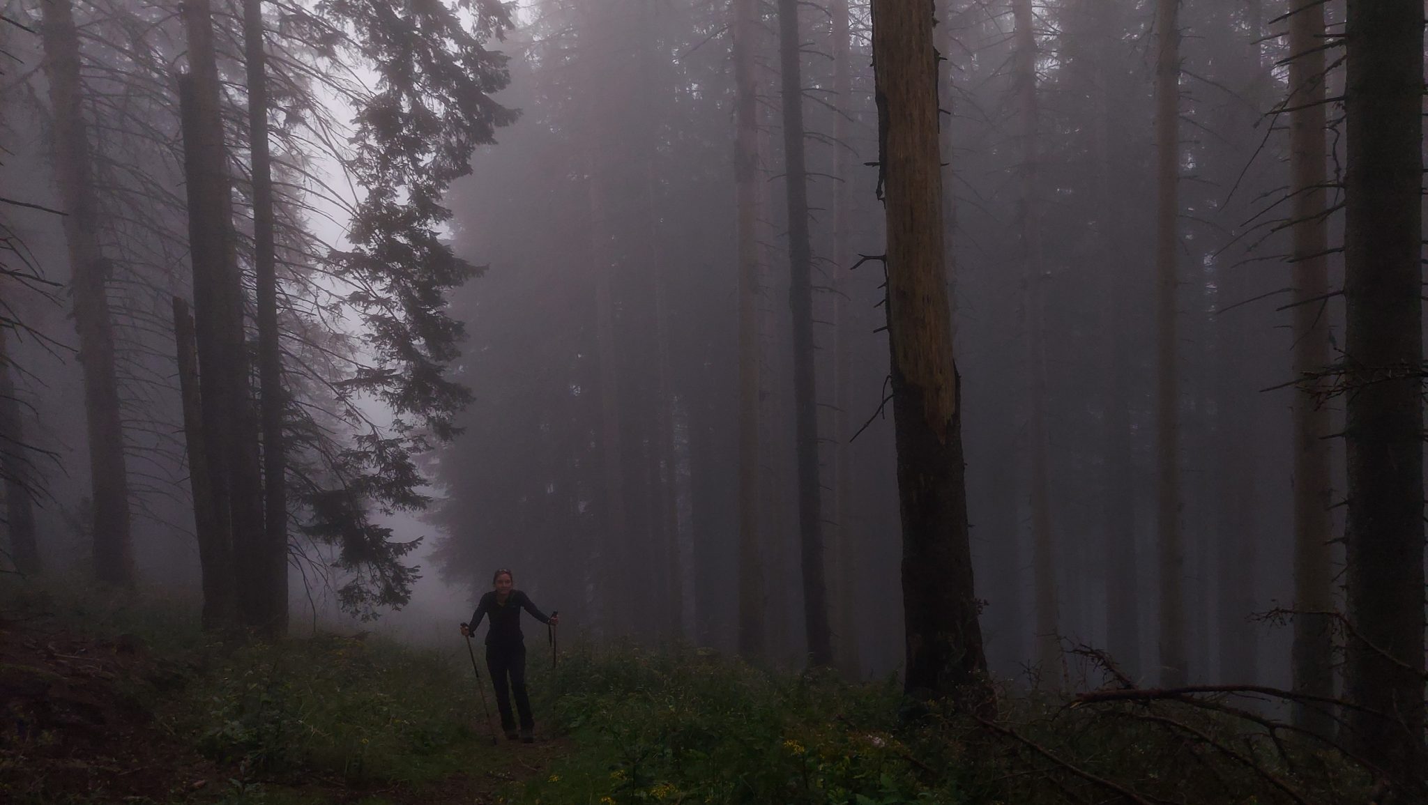 Wanderung beim Bodinggraben zur Schaumbergalm und Ebenforstalm ab Parkplatz Scheiblingau im Nationalpark Kalkalpen in Oberösterreich, Start der Wanderung in der Nähe von Molln, Wanderer unterwegs auf schmalem bergauf führenden Wanderweg durch dichten, grünen und mystisch wirkendem Wald