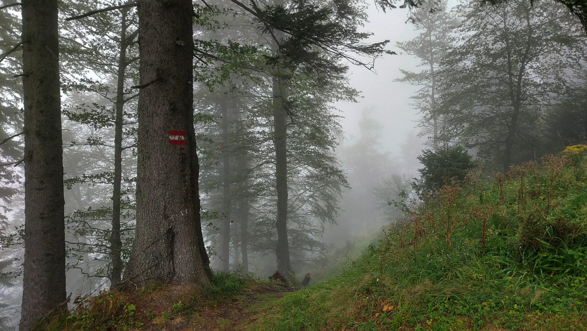 Wanderung beim Bodinggraben zur Schaumbergalm und Ebenforstalm ab Parkplatz Scheiblingau im Nationalpark Kalkalpen in Oberösterreich, Start der Wanderung in der Nähe von Molln, Wanderer unterwegs auf schmalem bergauf führenden Wanderweg durch dichten, grünen und mystisch wirkendem Wald, Wegmarkierung an einem Baum