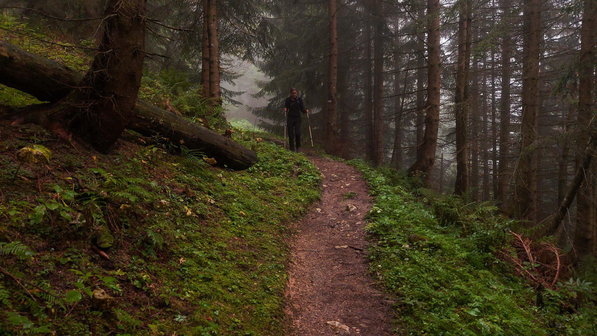 Wanderung beim Bodinggraben zur Schaumbergalm und Ebenforstalm ab Parkplatz Scheiblingau im Nationalpark Kalkalpen in Oberösterreich, Start der Wanderung in der Nähe von Molln, Wanderer unterwegs auf schmalem bergauf führenden Wanderweg durch dichten, grünen und mystisch wirkendem Wald, umgefallene Bäume werden liegen gelassen im Nationalpark