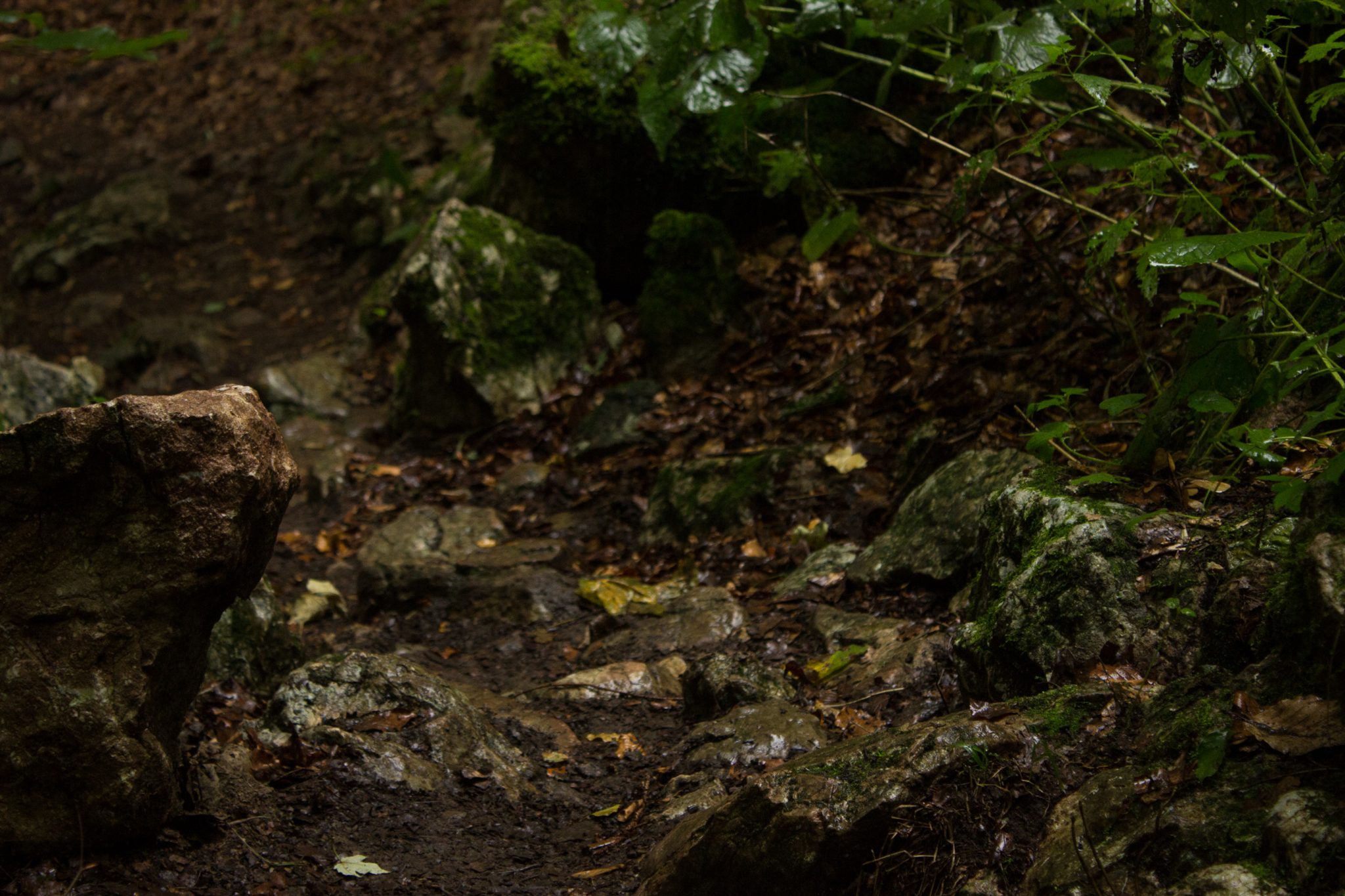 Wanderung beim Bodinggraben zur Schaumbergalm und Ebenforstalm ab Parkplatz Scheiblingau im Nationalpark Kalkalpen in Oberösterreich, Start der Wanderung in der Nähe von Molln, Wanderer unterwegs auf schmalem Wanderweg durch dichten und saftig grünen Wald