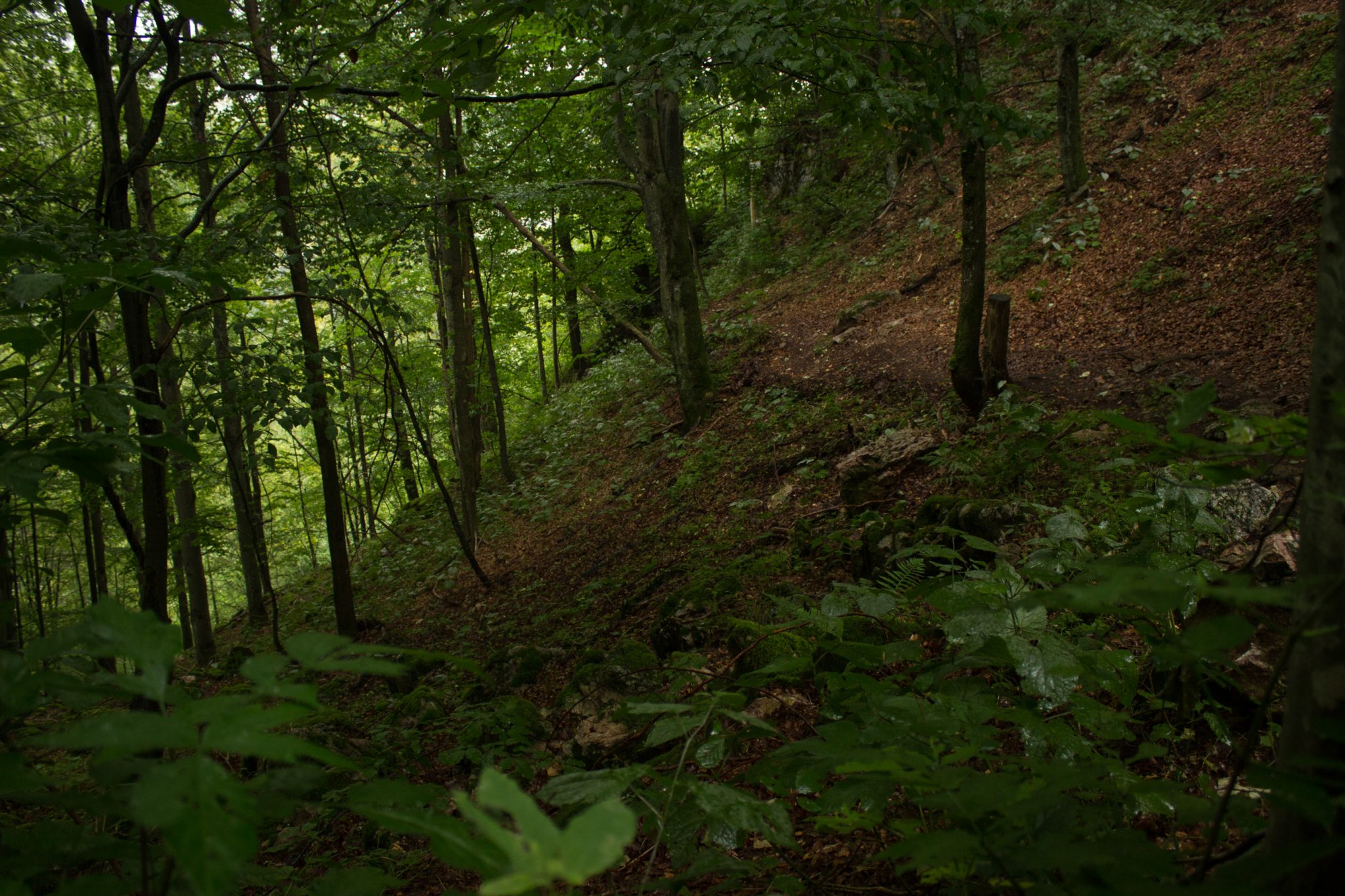 Wanderung beim Bodinggraben zur Schaumbergalm und Ebenforstalm ab Parkplatz Scheiblingau im Nationalpark Kalkalpen in Oberösterreich, Start der Wanderung in der Nähe von Molln, Wanderer unterwegs auf schmalem bergauf führenden Wanderweg durch dichten, grünen Wald