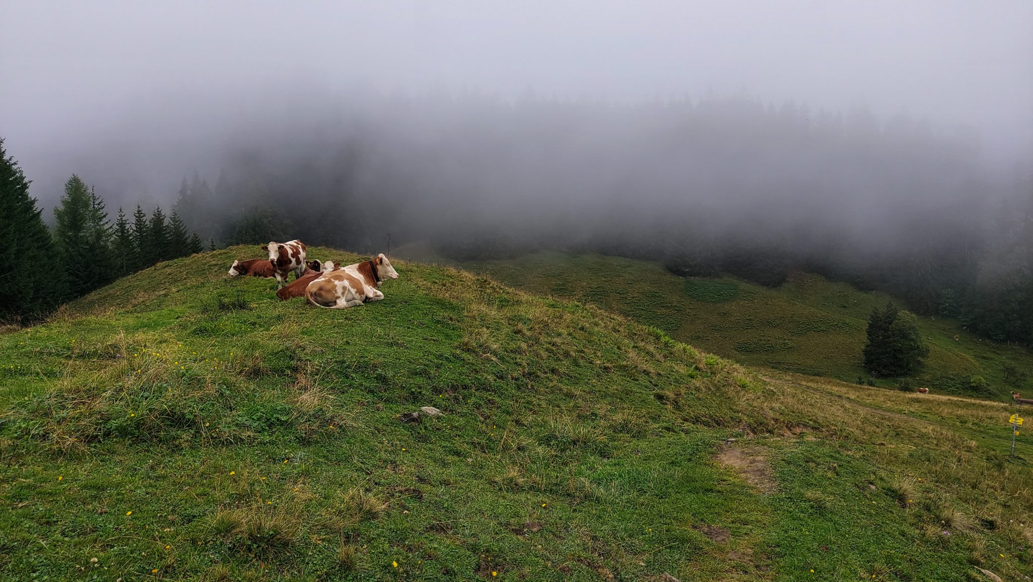 Wanderung beim Bodinggraben zur Schaumbergalm und Ebenforstalm ab Parkplatz Scheiblingau im Nationalpark Kalkalpen in Oberösterreich, Start der Wanderung in der Nähe von Molln, Wanderer unterwegs auf einer Hochebene, dichte Wolken hüllen die umliegenden Wäder ein, Kühe auf den Wiesen