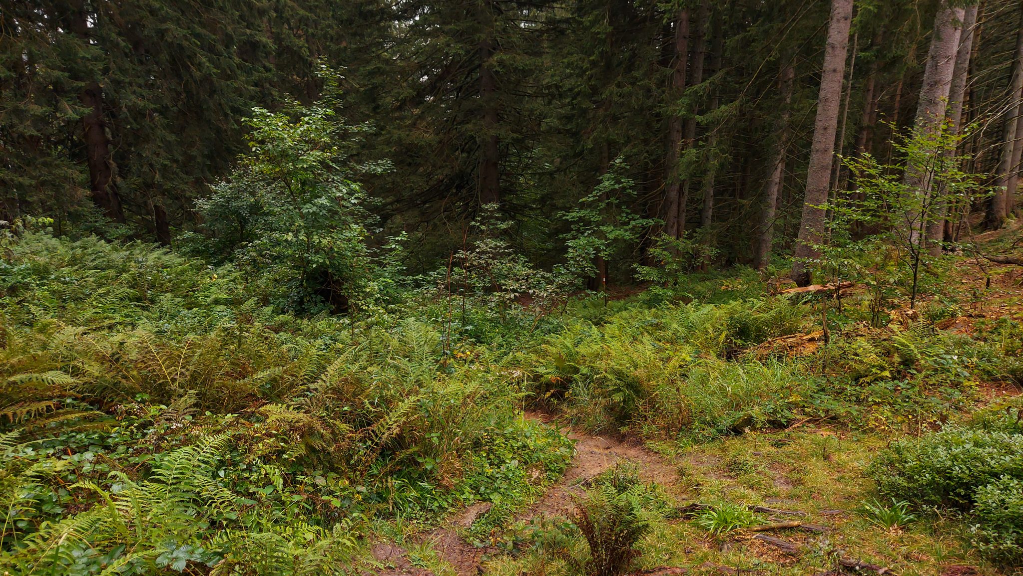 Wanderung beim Bodinggraben zur Schaumbergalm und Ebenforstalm ab Parkplatz Scheiblingau im Nationalpark Kalkalpen in Oberösterreich, Start der Wanderung in der Nähe von Molln, Wanderer unterwegs auf schmalem Wanderweg durch dichten, grünen Wald, viele Farne wachsen