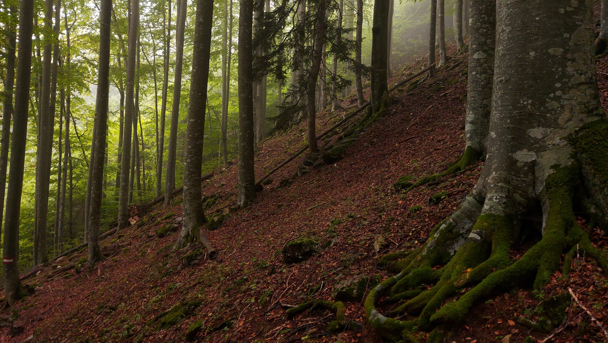 Wanderung beim Bodinggraben zur Schaumbergalm und Ebenforstalm ab Parkplatz Scheiblingau im Nationalpark Kalkalpen in Oberösterreich, Start der Wanderung in der Nähe von Molln, Wanderer unterwegs auf schmalem bergauf führenden Wanderweg durch dichten, grünen Wald, Baum mit sichtbaren Wurzeln