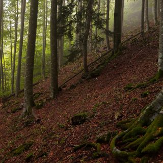 Wanderung beim Bodinggraben zur Schaumbergalm und Ebenforstalm ab Parkplatz Scheiblingau im Nationalpark Kalkalpen in Oberösterreich, Start der Wanderung in der Nähe von Molln, Wanderer unterwegs auf schmalem bergauf führenden Wanderweg durch dichten, grünen Wald, Baum mit sichtbaren Wurzeln