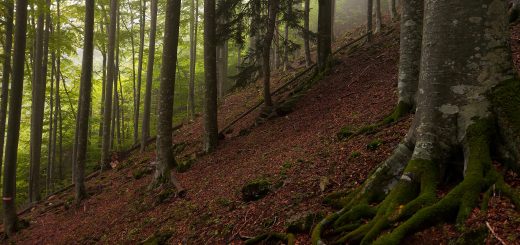 Wanderung beim Bodinggraben zur Schaumbergalm und Ebenforstalm ab Parkplatz Scheiblingau im Nationalpark Kalkalpen in Oberösterreich, Start der Wanderung in der Nähe von Molln, Wanderer unterwegs auf schmalem bergauf führenden Wanderweg durch dichten, grünen Wald, Baum mit sichtbaren Wurzeln