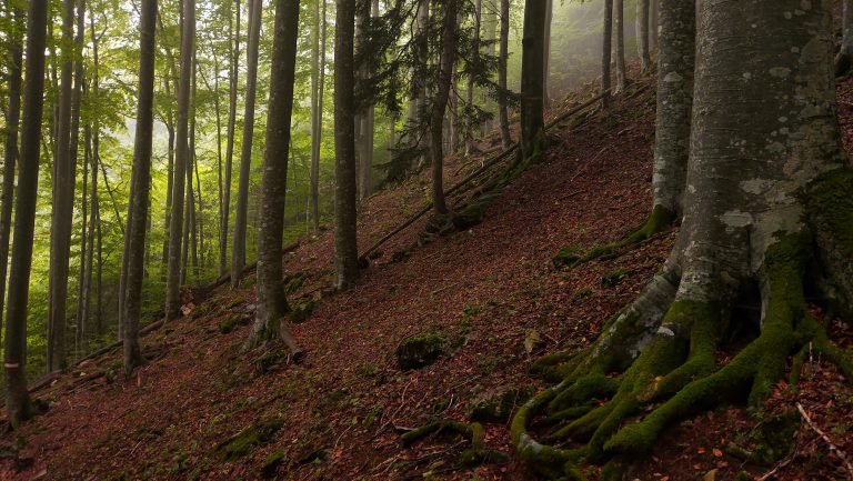 Wanderung beim Bodinggraben zur Schaumbergalm und Ebenforstalm ab Parkplatz Scheiblingau im Nationalpark Kalkalpen in Oberösterreich, Start der Wanderung in der Nähe von Molln, Wanderer unterwegs auf schmalem bergauf führenden Wanderweg durch dichten, grünen Wald, Baum mit sichtbaren Wurzeln