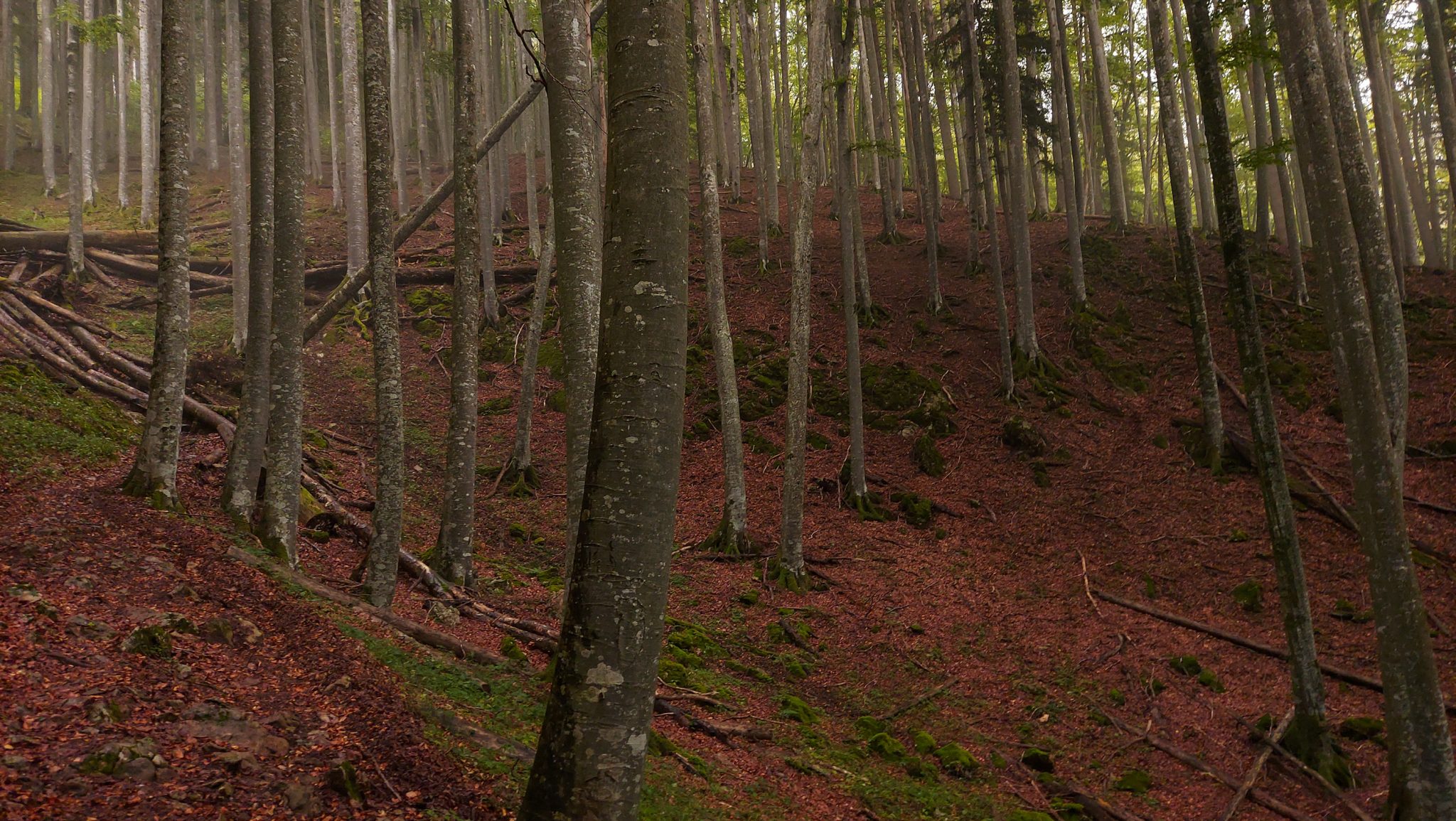 Wanderung beim Bodinggraben zur Schaumbergalm und Ebenforstalm ab Parkplatz Scheiblingau im Nationalpark Kalkalpen in Oberösterreich, Start der Wanderung in der Nähe von Molln, Wanderer unterwegs auf schmalem bergauf führenden Wanderweg durch dichten, grünen Wald