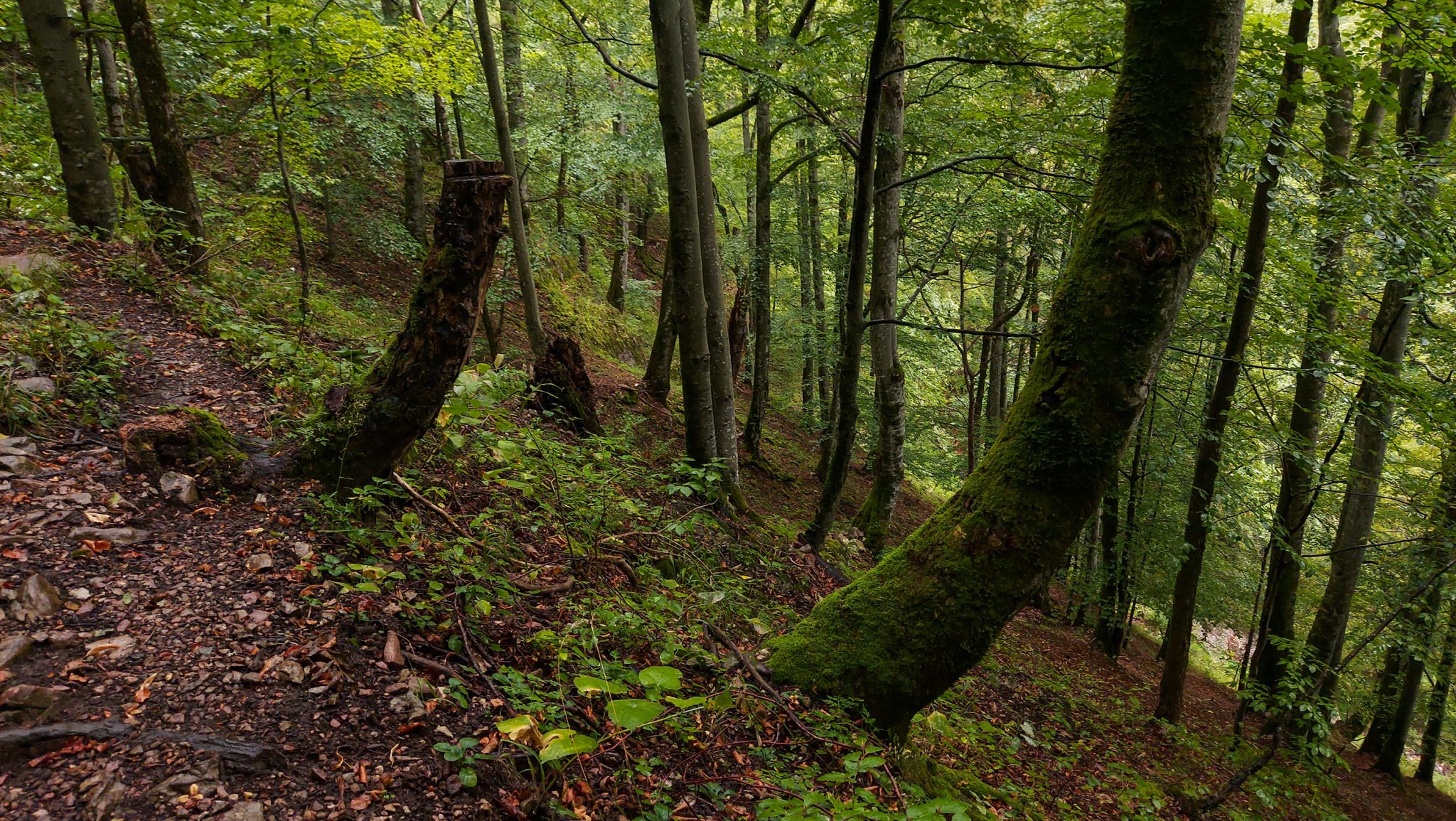Wanderung beim Bodinggraben zur Schaumbergalm und Ebenforstalm ab Parkplatz Scheiblingau im Nationalpark Kalkalpen in Oberösterreich, Start der Wanderung in der Nähe von Molln, Wanderer unterwegs auf schmalem bergauf führenden Wanderweg durch dichten, grünen Wald, Baumstamm mit viel Moos