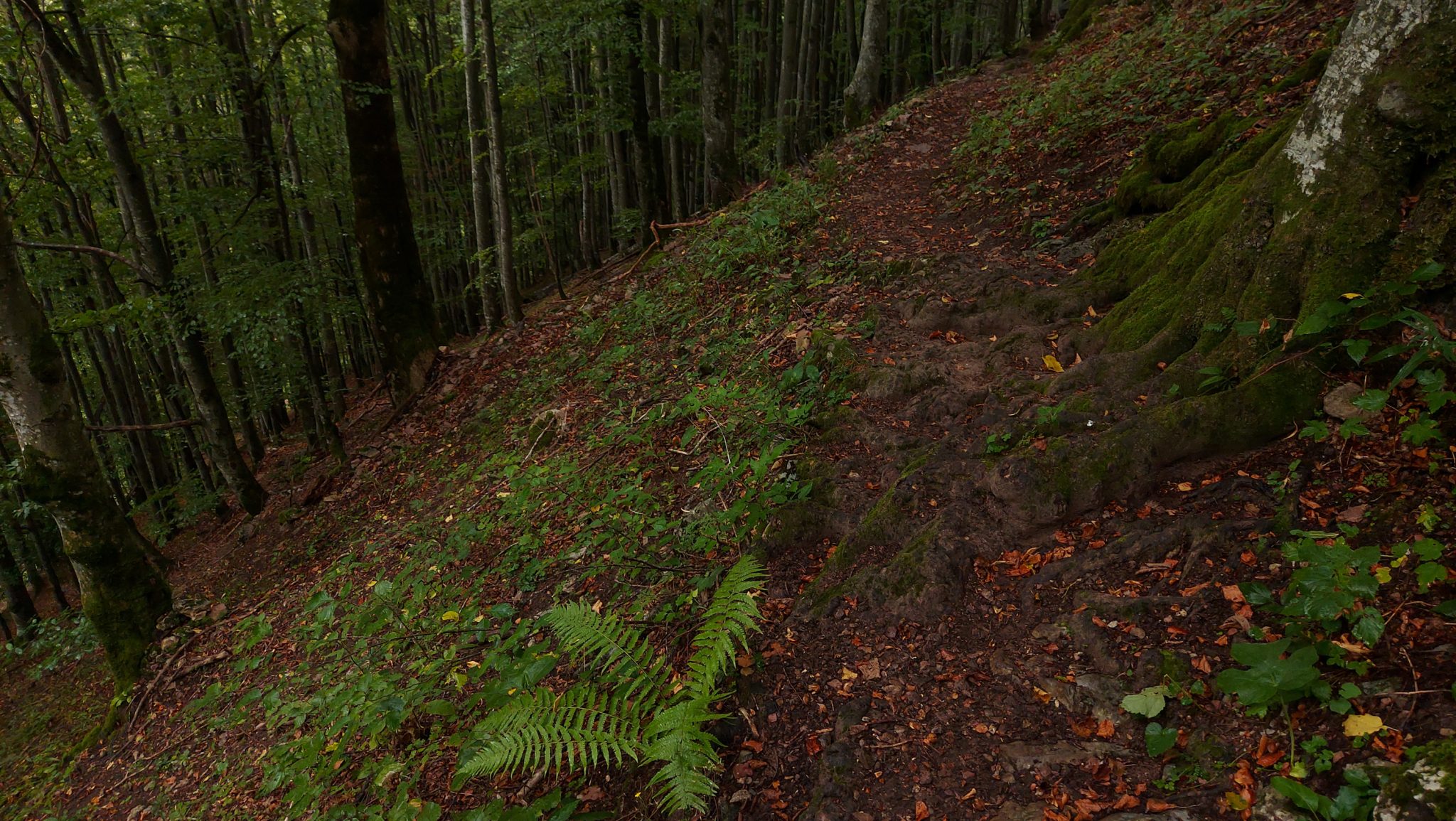 Wanderung beim Bodinggraben zur Schaumbergalm und Ebenforstalm ab Parkplatz Scheiblingau im Nationalpark Kalkalpen in Oberösterreich, Start der Wanderung in der Nähe von Molln, Wanderer unterwegs auf schmalem bergauf führenden Wanderweg durch dichten, grünen Wald, Baum mit sichtbaren Wurzeln, kleiner Farn am Wegesrand