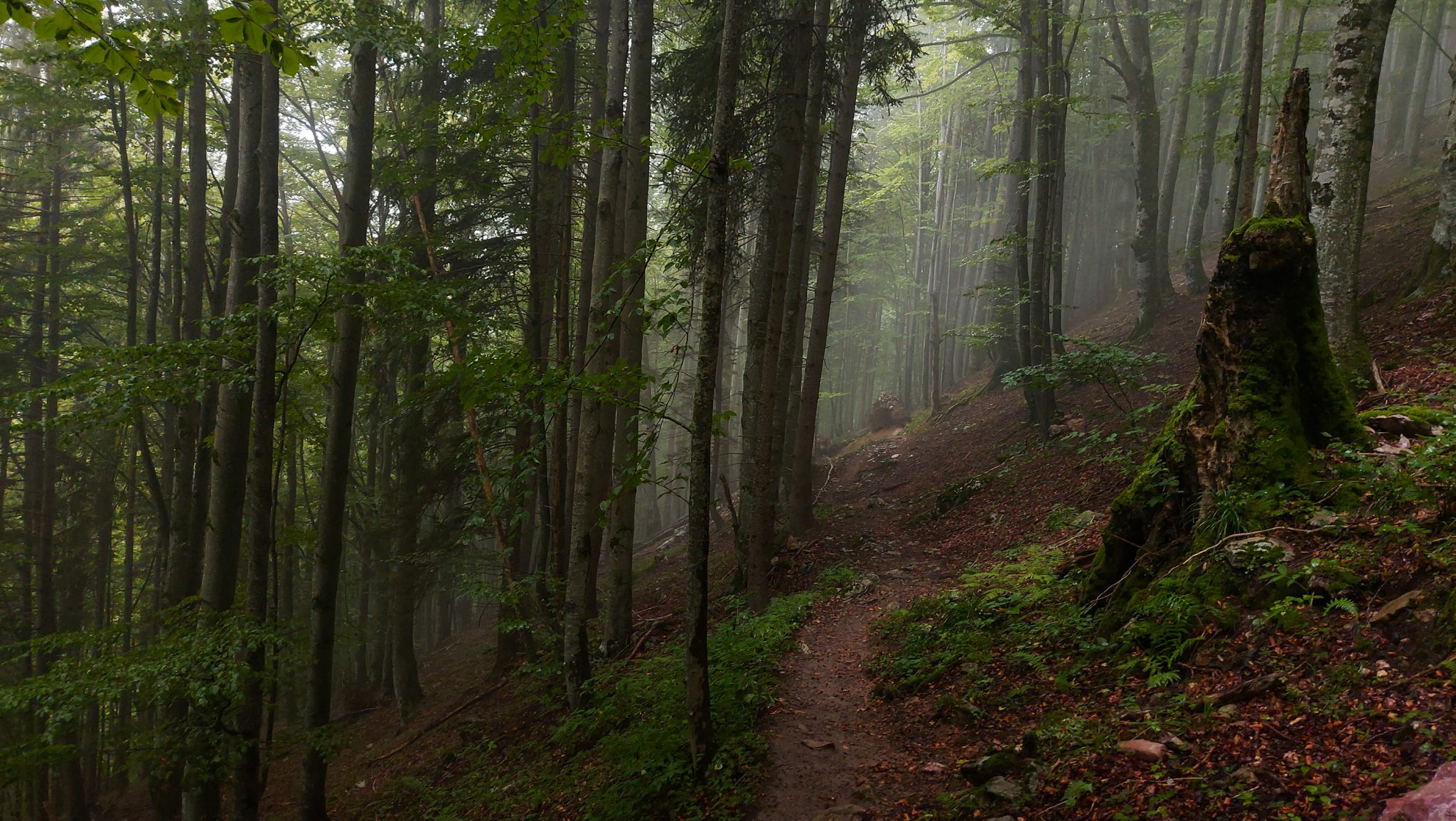 Wanderung beim Bodinggraben zur Schaumbergalm und Ebenforstalm ab Parkplatz Scheiblingau im Nationalpark Kalkalpen in Oberösterreich, Start der Wanderung in der Nähe von Molln, Wanderer unterwegs auf schmalem bergauf führenden Wanderweg durch dichten, grünen und mystisch wirkendem Wald, Baumstamm ist mit Moos bewachsen