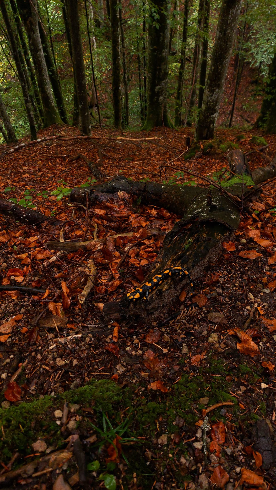 Wanderung beim Bodinggraben zur Schaumbergalm und Ebenforstalm ab Parkplatz Scheiblingau im Nationalpark Kalkalpen in Oberösterreich, Start der Wanderung in der Nähe von Molln, Wanderer unterwegs auf schmalem Wanderweg durch dichten, grünen Wald, während Regen sind Feuersalamander sichtbar