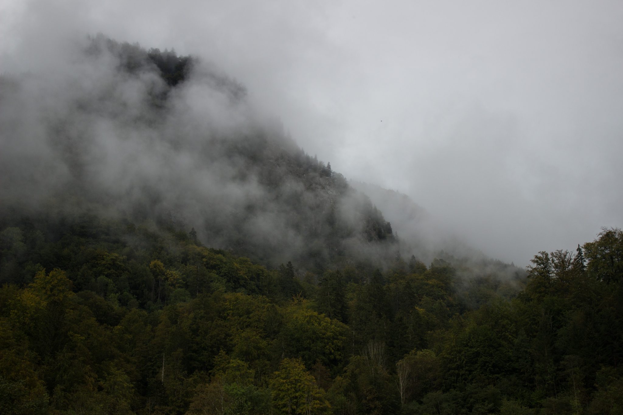 Wanderung beim Bodinggraben zur Schaumbergalm und Ebenforstalm ab Parkplatz Scheiblingau im Nationalpark Kalkalpen in Oberösterreich, Start der Wanderung in der Nähe von Molln, Aussicht auf dichten Wald und Berghänge, Wolken hüllen die Berge in der Ferne ein