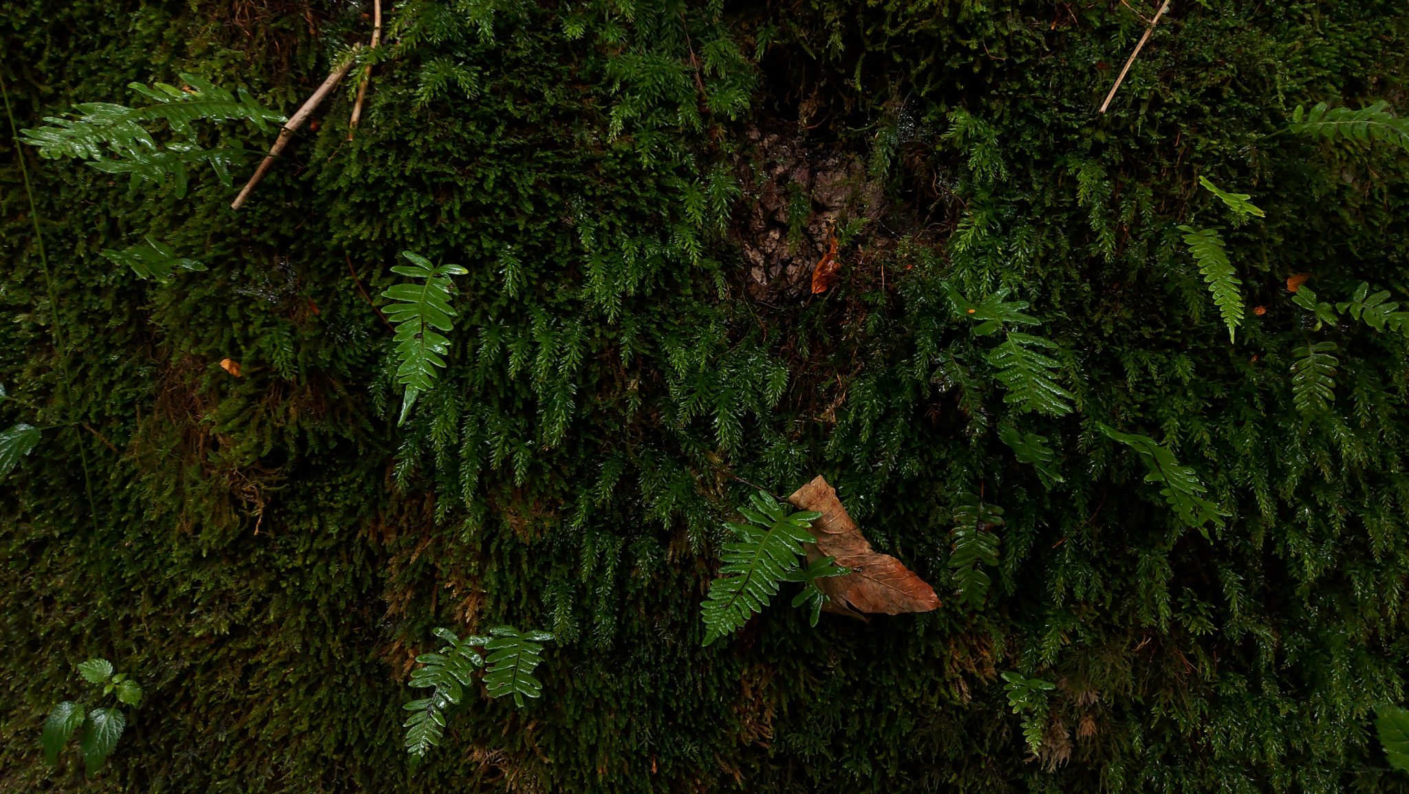 Wanderung beim Bodinggraben zur Schaumbergalm und Ebenforstalm ab Parkplatz Scheiblingau im Nationalpark Kalkalpen in Oberösterreich, Start der Wanderung in der Nähe von Molln, Blick auf mit Moos und kleinen Farnen bewachsene Felswand