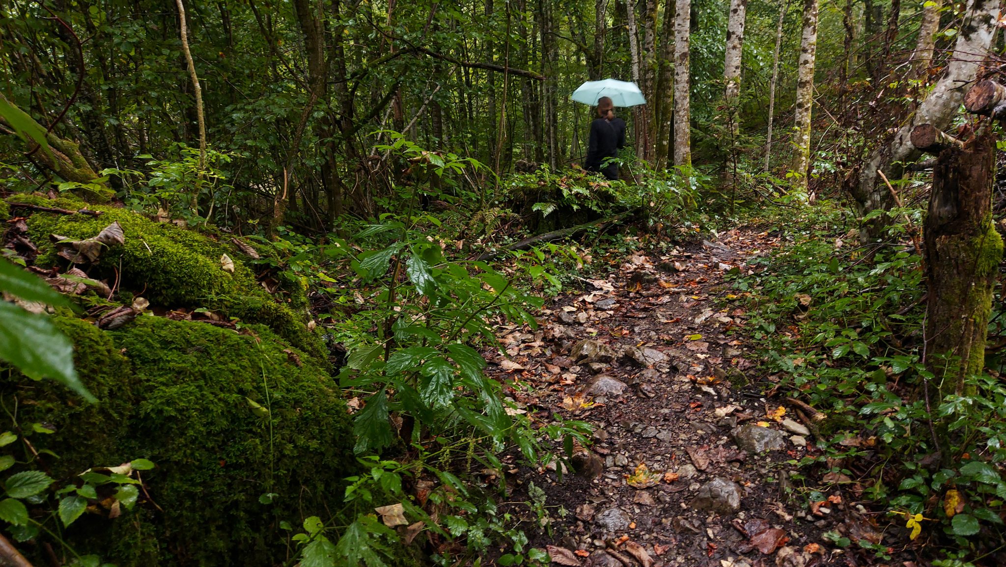 Wanderung beim Bodinggraben zur Schaumbergalm und Ebenforstalm ab Parkplatz Scheiblingau im Nationalpark Kalkalpen in Oberösterreich, Start der Wanderung in der Nähe von Molln, Wanderer im Regen unterwegs auf schmalem Wanderweg durch dichten, grünen und mystisch wirkendem Wald, Steine und Baumstämme sind mit Moos bewachsen