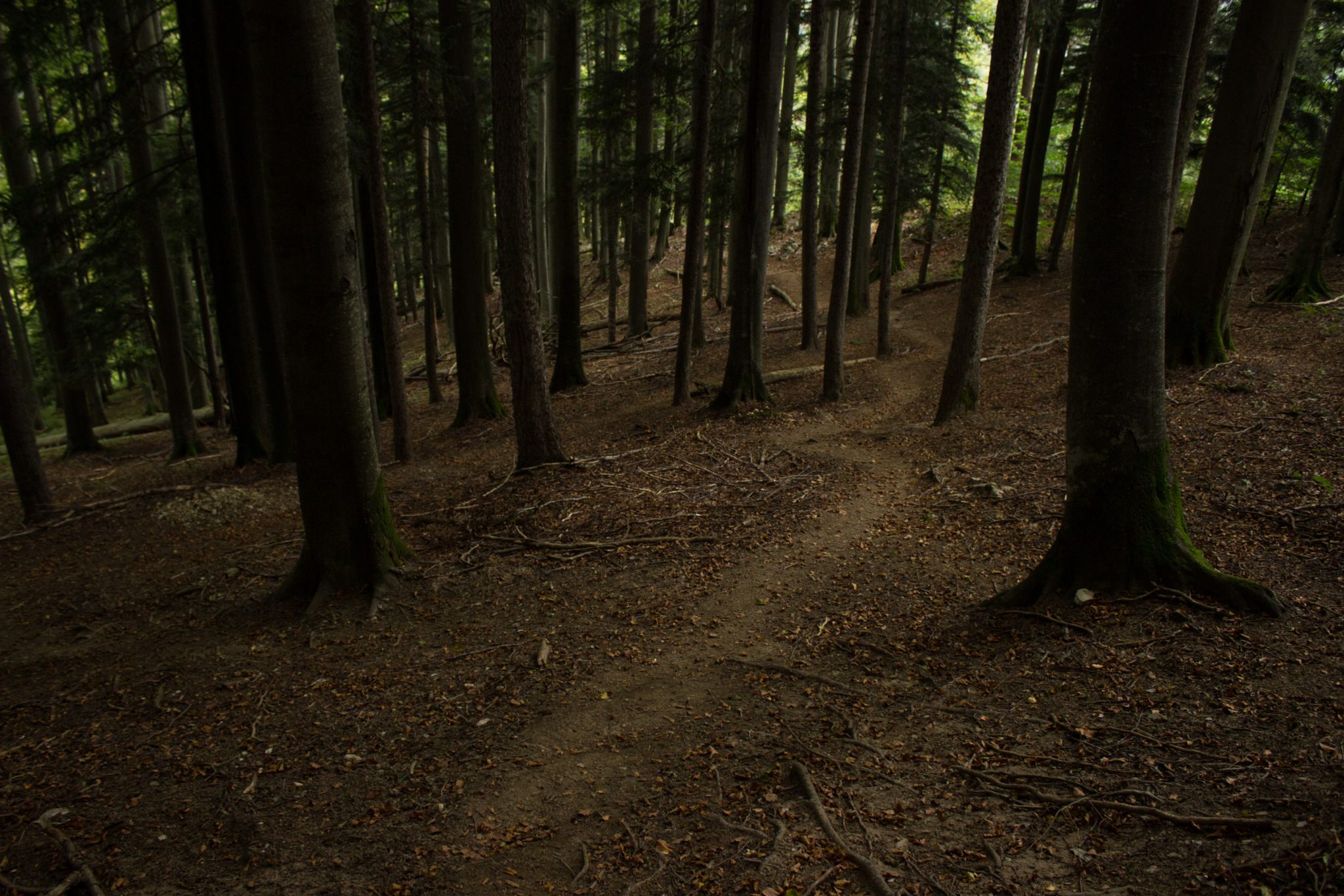 Wanderung beim Bodinggraben zur Schaumbergalm und Ebenforstalm ab Parkplatz Scheiblingau im Nationalpark Kalkalpen in Oberösterreich, Start der Wanderung in der Nähe von Molln, schmaler Wanderweg durch dichten Wald