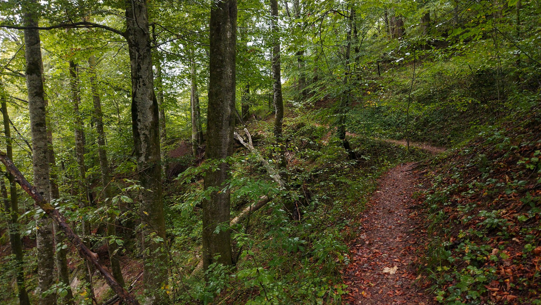 Wanderung beim Bodinggraben zur Schaumbergalm und Ebenforstalm ab Parkplatz Scheiblingau im Nationalpark Kalkalpen in Oberösterreich, Start der Wanderung in der Nähe von Molln, Wanderer unterwegs auf schmalem Wanderweg durch dichten, grünen Wald, sehr abwechslungsreiche Wanderung