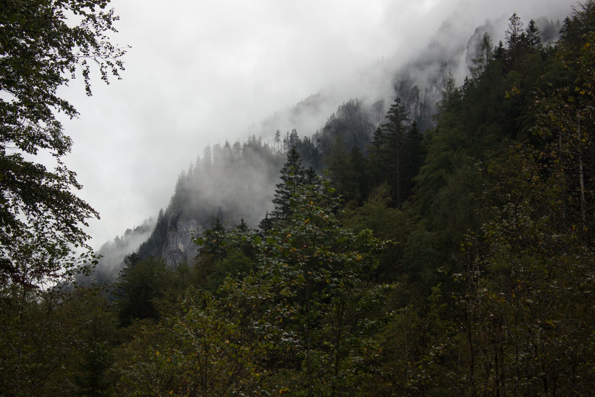Wanderung beim Bodinggraben zur Schaumbergalm und Ebenforstalm ab Parkplatz Scheiblingau im Nationalpark Kalkalpen in Oberösterreich, Start der Wanderung in der Nähe von Molln, Aussicht auf dichten Wald und Berghänge, Wolken hüllen die Berge in der Ferne ein