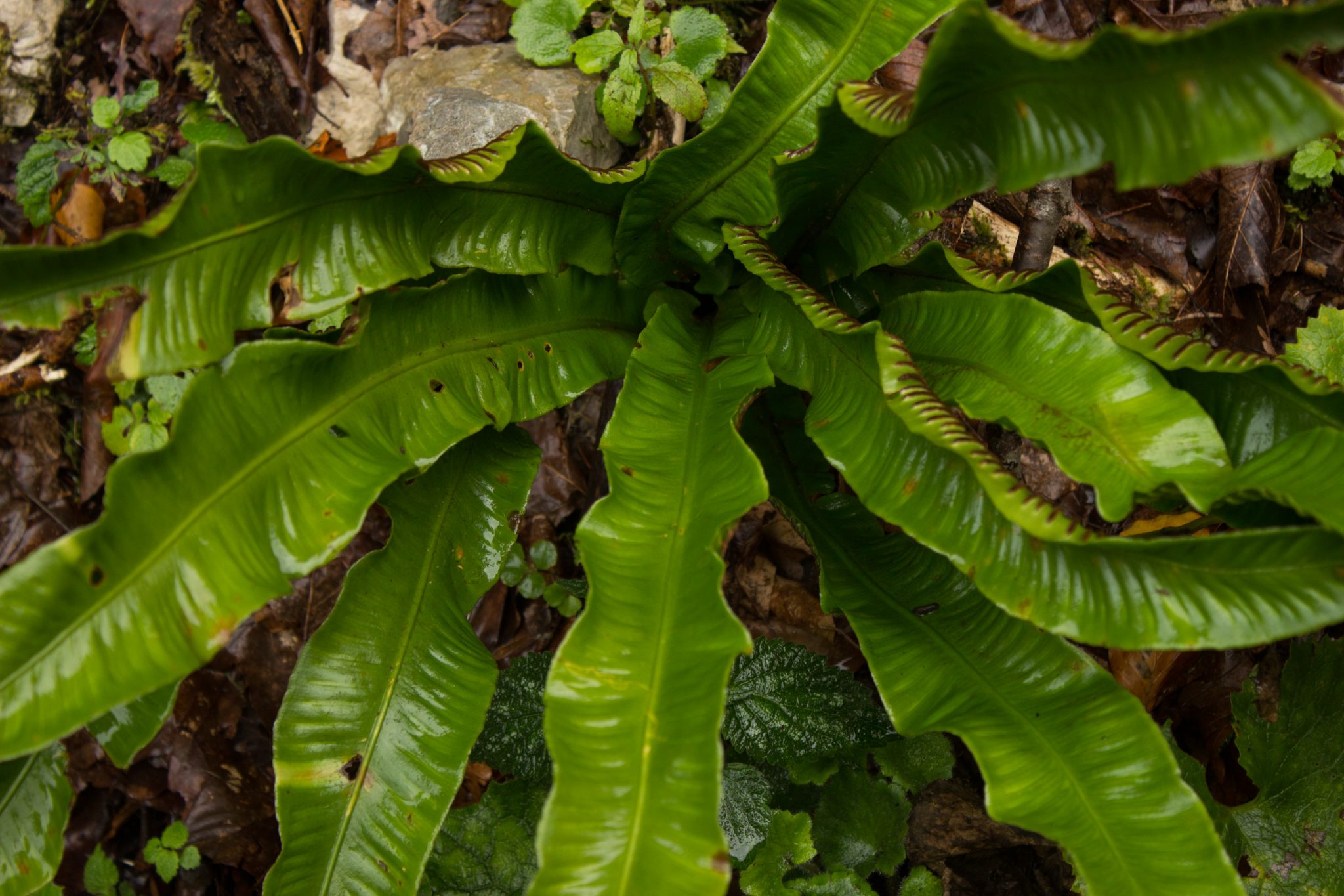 Wanderung beim Bodinggraben zur Schaumbergalm und Ebenforstalm ab Parkplatz Scheiblingau im Nationalpark Kalkalpen in Oberösterreich, Start der Wanderung in der Nähe von Molln, saftig grüne Pflanze am Wegesrand