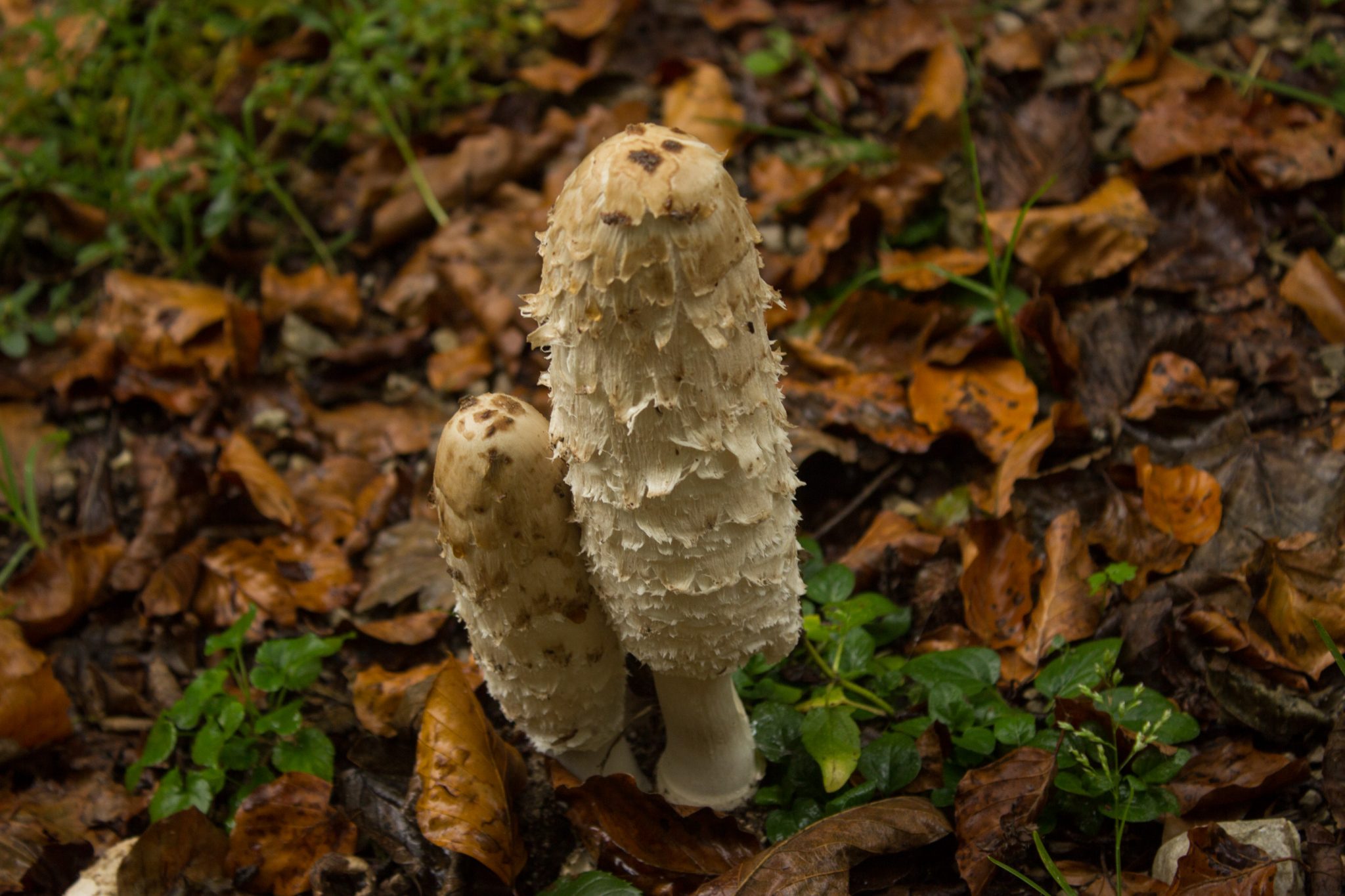 Wanderung beim Bodinggraben zur Schaumbergalm und Ebenforstalm ab Parkplatz Scheiblingau im Nationalpark Kalkalpen in Oberösterreich, Start der Wanderung in der Nähe von Molln, zwei Pilze wachsen am Wegesrand