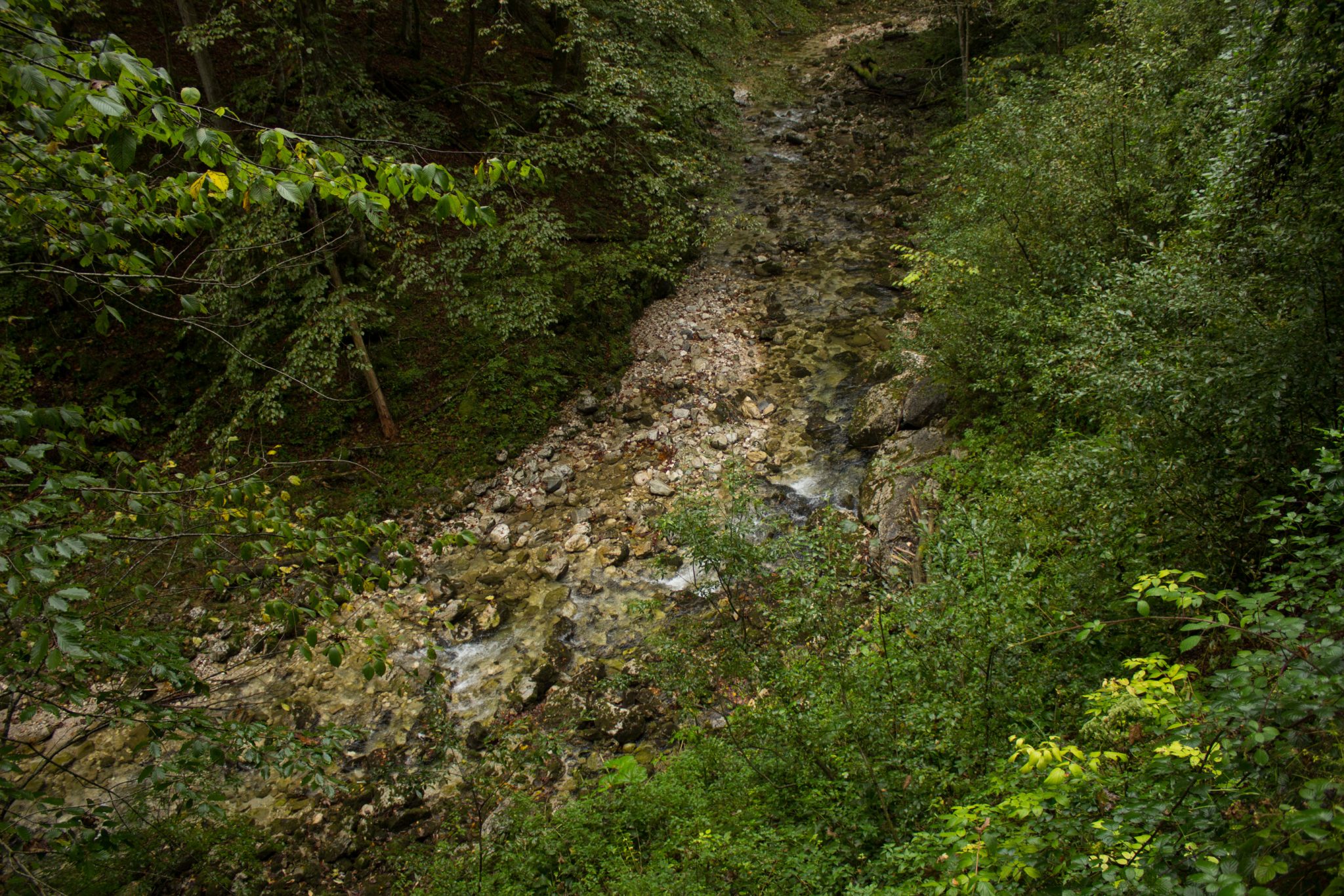 Wanderung beim Bodinggraben zur Schaumbergalm und Ebenforstalm ab Parkplatz Scheiblingau im Nationalpark Kalkalpen in Oberösterreich, Start der Wanderung in der Nähe von Molln, Wanderweg entlang eines Baches mit klarem, sauberem Wasser, umgeben von dichter Vegetation