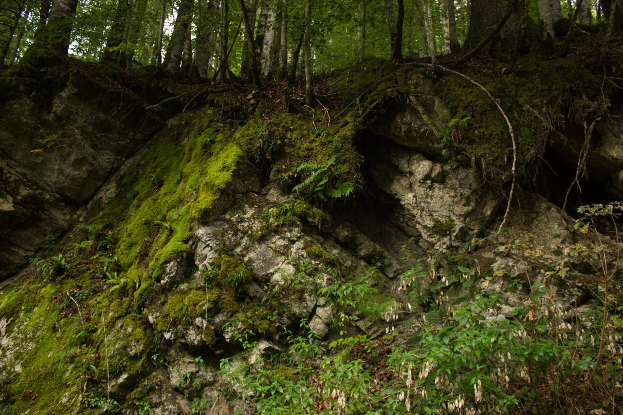 Wanderung beim Bodinggraben zur Schaumbergalm und Ebenforstalm ab Parkplatz Scheiblingau im Nationalpark Kalkalpen in Oberösterreich, Start der Wanderung in der Nähe von Molln, Blick auf mit viel Moos bewachsene Steine an einem kleinen Hang im Wald, sehr abwechslungsreiche Wanderung
