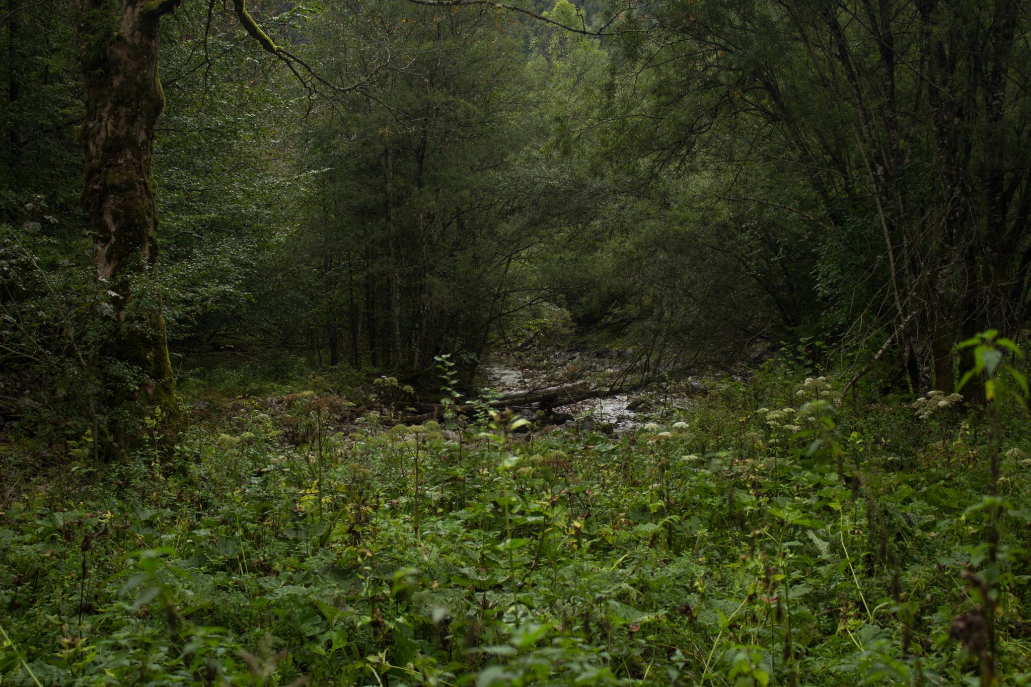 Wanderung beim Bodinggraben zur Schaumbergalm und Ebenforstalm ab Parkplatz Scheiblingau im Nationalpark Kalkalpen in Oberösterreich, Start der Wanderung in der Nähe von Molln, Wanderweg im Wald entlang eines Baches mit klarem, sauberem Wasser, umgeben von sehr dichter und grüner Vegetation