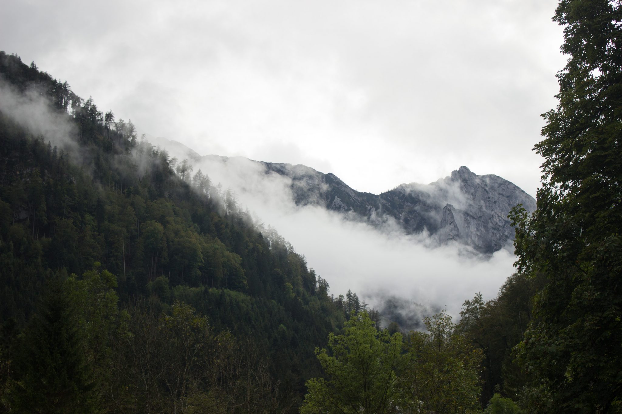 Wanderung beim Bodinggraben zur Schaumbergalm und Ebenforstalm ab Parkplatz Scheiblingau im Nationalpark Kalkalpen in Oberösterreich, Start der Wanderung in der Nähe von Molln, Aussicht auf dichten Wald und Berghänge, Wolken hüllen die Berge in der Ferne ein