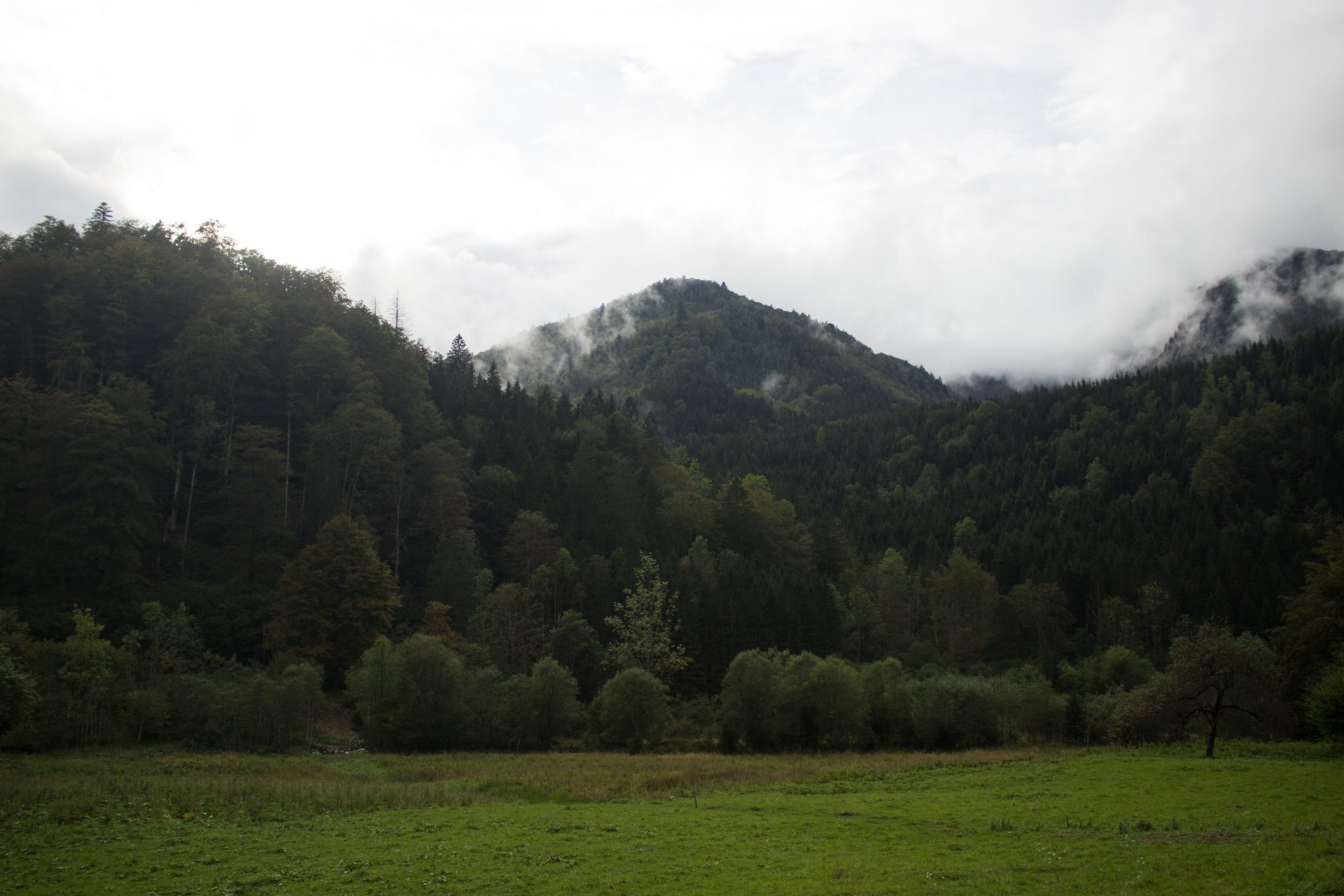 Wanderung beim Bodinggraben zur Schaumbergalm und Ebenforstalm ab Parkplatz Scheiblingau im Nationalpark Kalkalpen in Oberösterreich, Start der Wanderung in der Nähe von Molln, Blick auf eine kleine grüne Ebene umgeben von dichtem Wald und Berghänge, Wolken hüllen die Berge in der Ferne ein