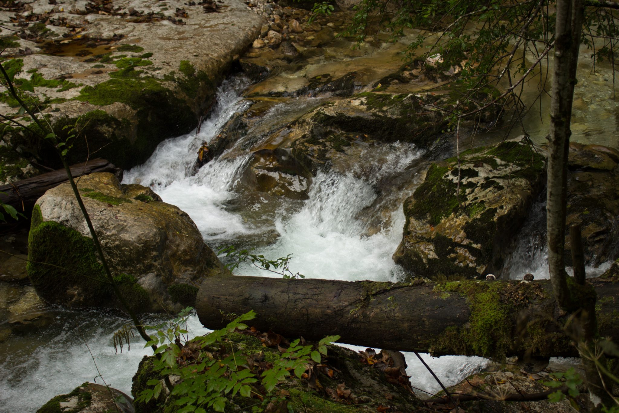 Wanderung beim Bodinggraben zur Schaumbergalm und Ebenforstalm ab Parkplatz Scheiblingau im Nationalpark Kalkalpen in Oberösterreich, Start der Wanderung in der Nähe von Molln, Wanderweg entlang eines Baches mit klarem, sauberem Wasser, Baumstamm wird liegen gelassen im Nationalpark