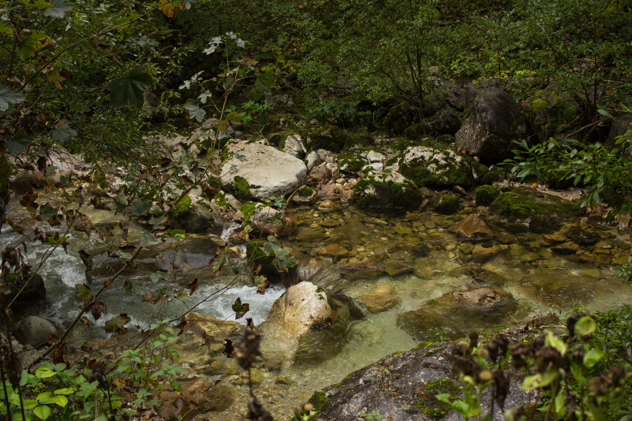 Wanderung beim Bodinggraben zur Schaumbergalm und Ebenforstalm ab Parkplatz Scheiblingau im Nationalpark Kalkalpen in Oberösterreich, Start der Wanderung in der Nähe von Molln, Wanderweg entlang eines Baches mit klarem, sauberem Wasser und großen Steinen, umgeben von dichter Vegetation