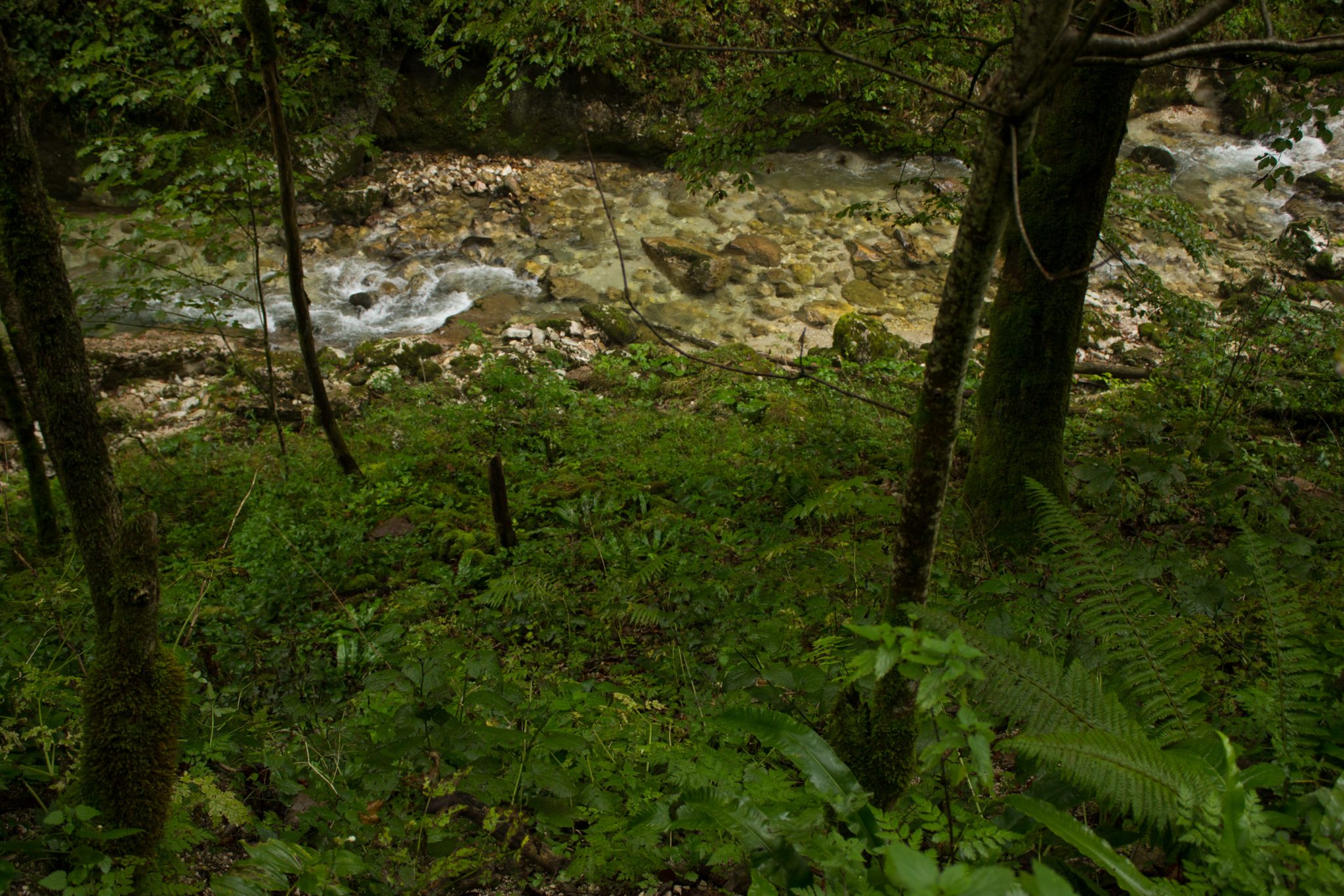 Wanderung beim Bodinggraben zur Schaumbergalm und Ebenforstalm ab Parkplatz Scheiblingau im Nationalpark Kalkalpen in Oberösterreich, Start der Wanderung in der Nähe von Molln, Wanderweg entlang eines Baches mit klarem, sauberem Wasser, umgeben von dichter und saftig grüner Vegetation