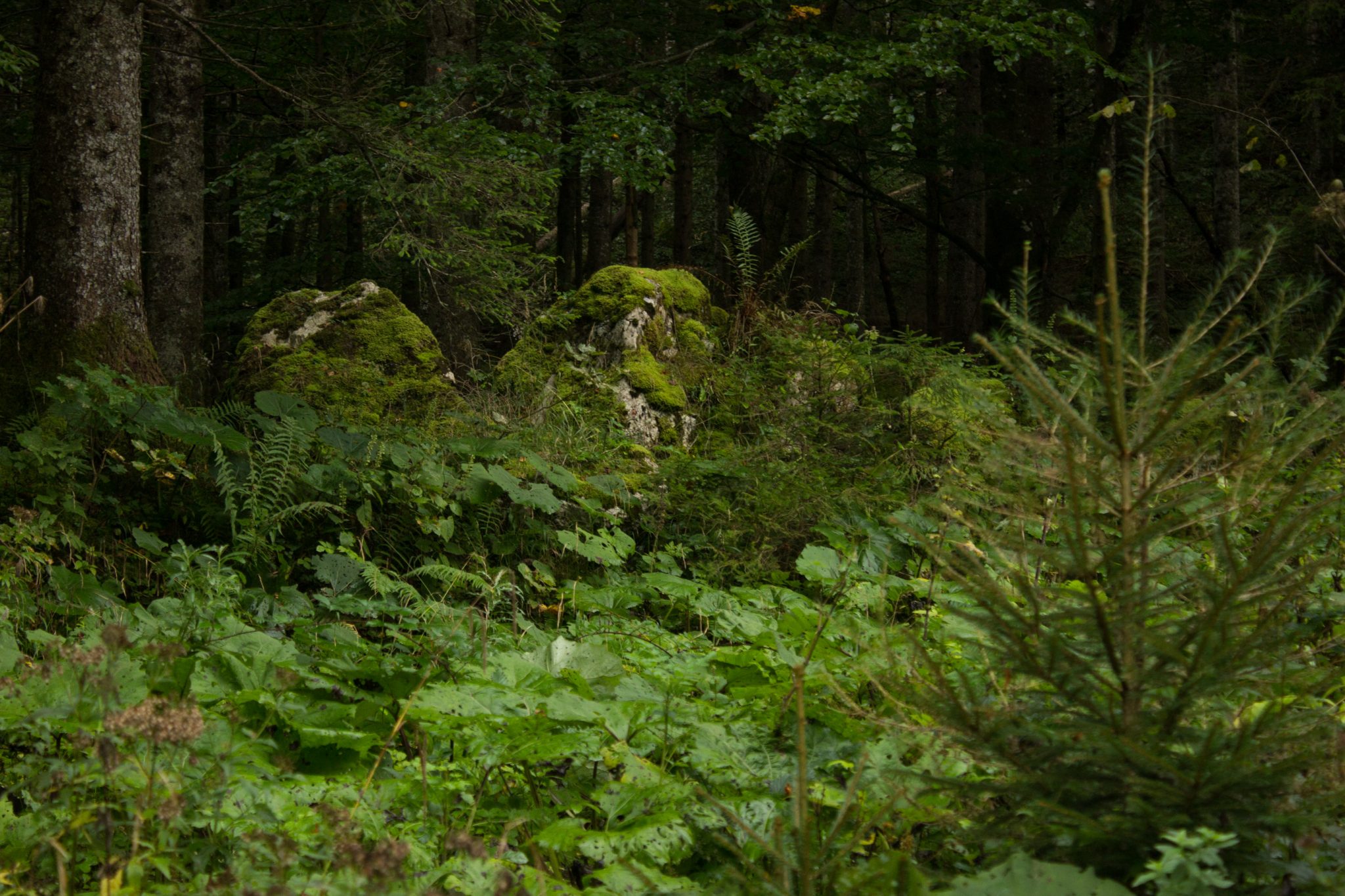 Wanderung beim Bodinggraben zur Schaumbergalm und Ebenforstalm ab Parkplatz Scheiblingau im Nationalpark Kalkalpen in Oberösterreich, Start der Wanderung in der Nähe von Molln, Wanderweg umgeben von dichter Vegetation im schönen Wald