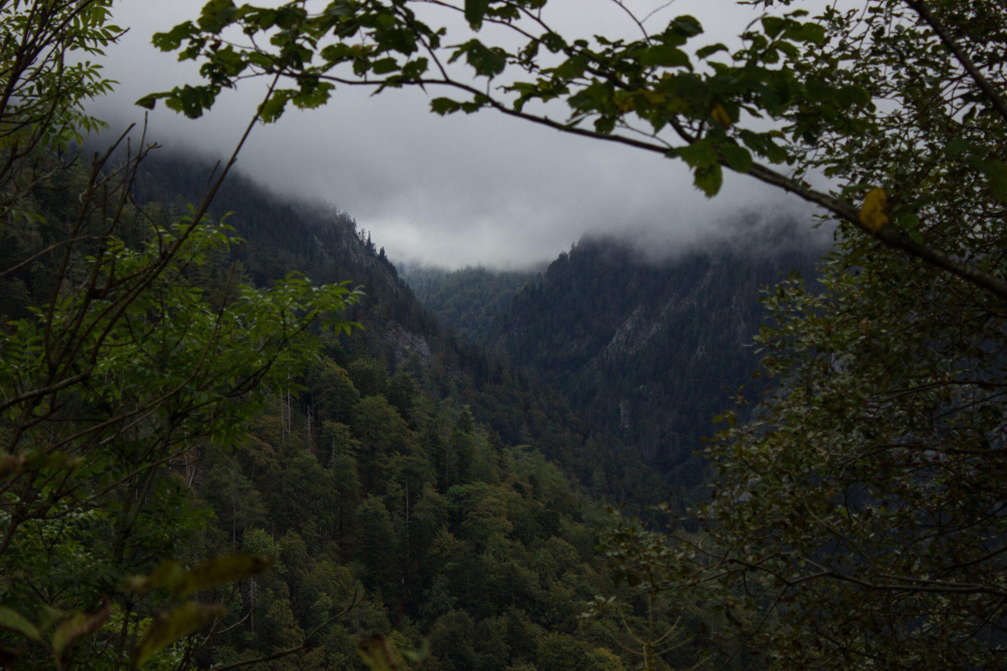 Wanderung beim Bodinggraben zur Schaumbergalm und Ebenforstalm ab Parkplatz Scheiblingau im Nationalpark Kalkalpen in Oberösterreich, Start der Wanderung in der Nähe von Molln, Aussicht auf dichten Wald und Berghänge, Wolken hüllen die Berge in der Ferne ein