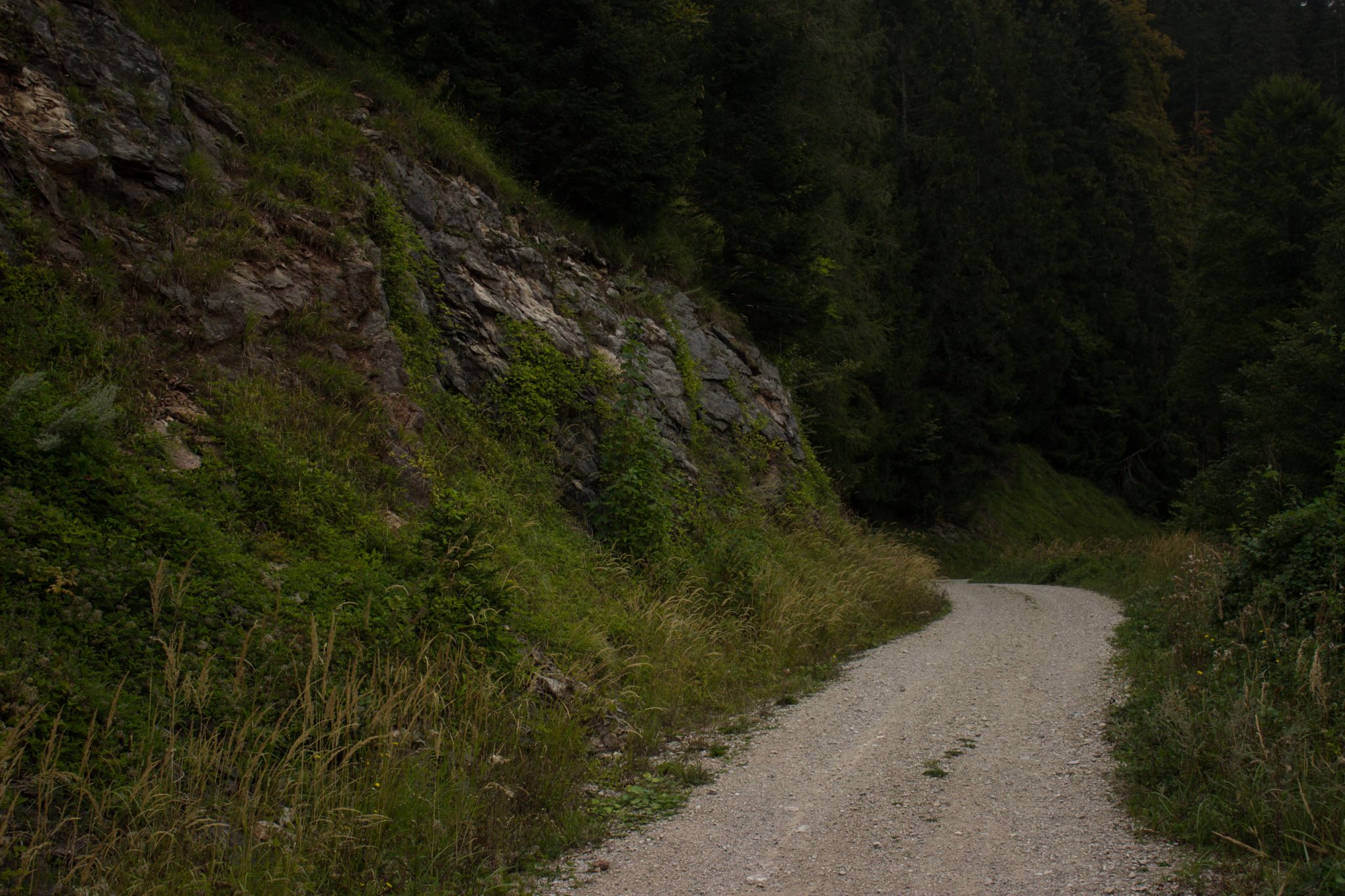 Wanderung beim Bodinggraben zur Schaumbergalm und Ebenforstalm ab Parkplatz Scheiblingau im Nationalpark Kalkalpen in Oberösterreich, Start der Wanderung in der Nähe von Molln, Wanderweg führt in dichten Wald