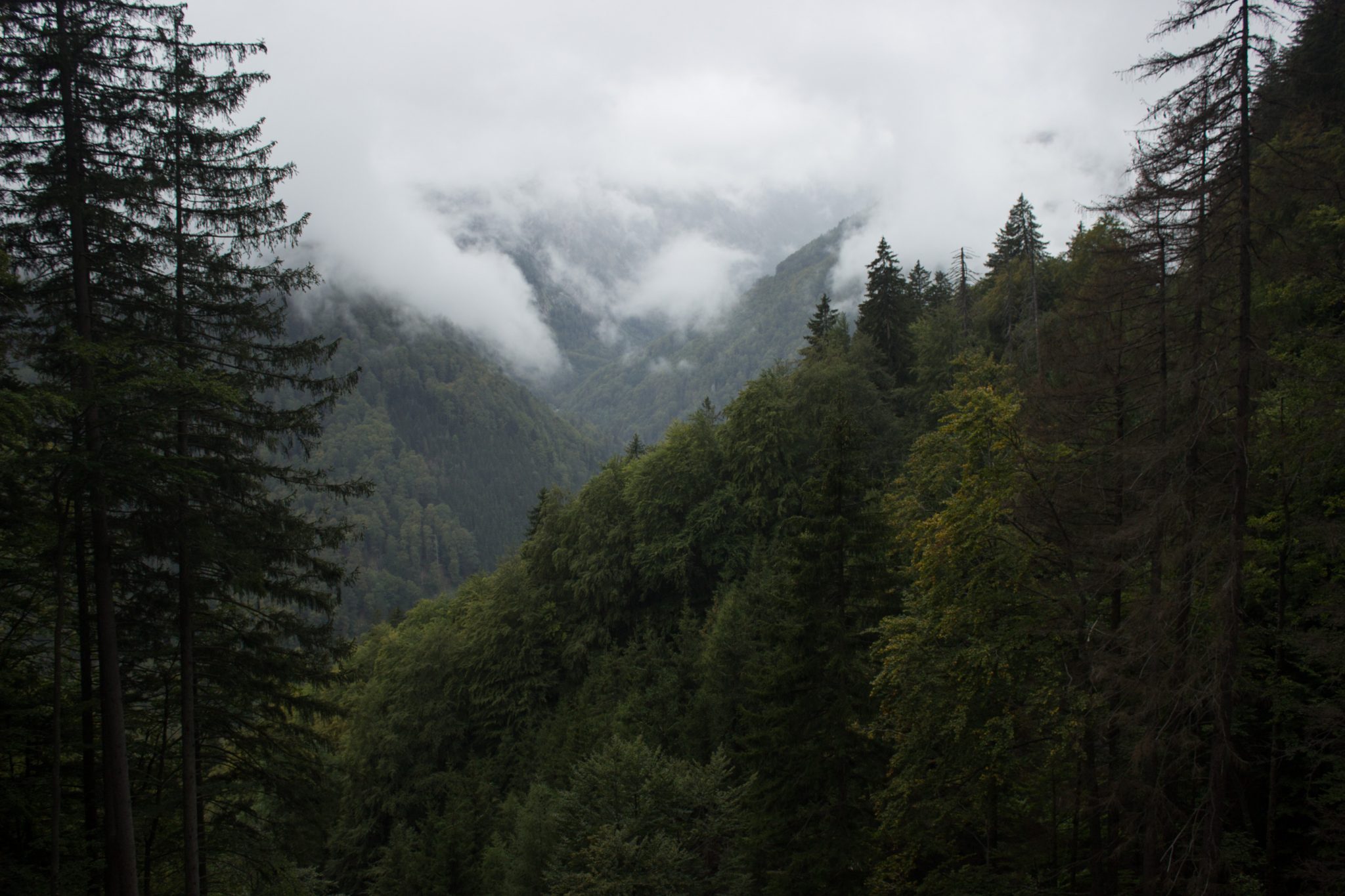 Wanderung beim Bodinggraben zur Schaumbergalm und Ebenforstalm ab Parkplatz Scheiblingau im Nationalpark Kalkalpen in Oberösterreich, Start der Wanderung in der Nähe von Molln, Aussicht auf dichten Wald und Berghänge, Wolken hüllen die Berge in der Ferne ein