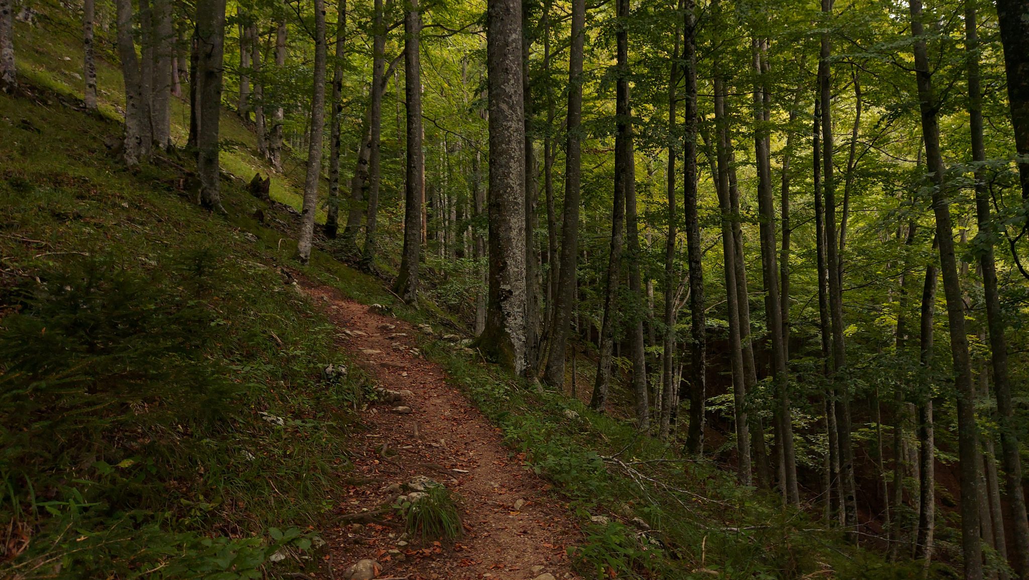 Wanderung beim Bodinggraben zur Schaumbergalm und Ebenforstalm ab Parkplatz Scheiblingau im Nationalpark Kalkalpen in Oberösterreich, Start der Wanderung in der Nähe von Molln, schmaler Wanderweg durch dichten, grünen Wald